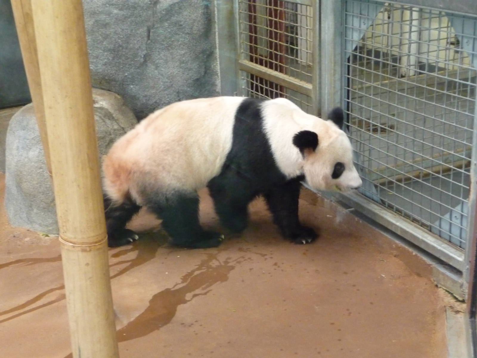 CHINA - Giant Panda