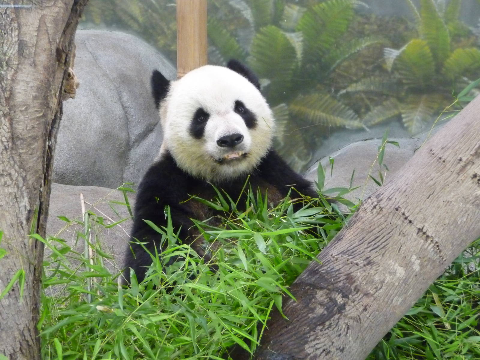 CHINA - Giant Panda
