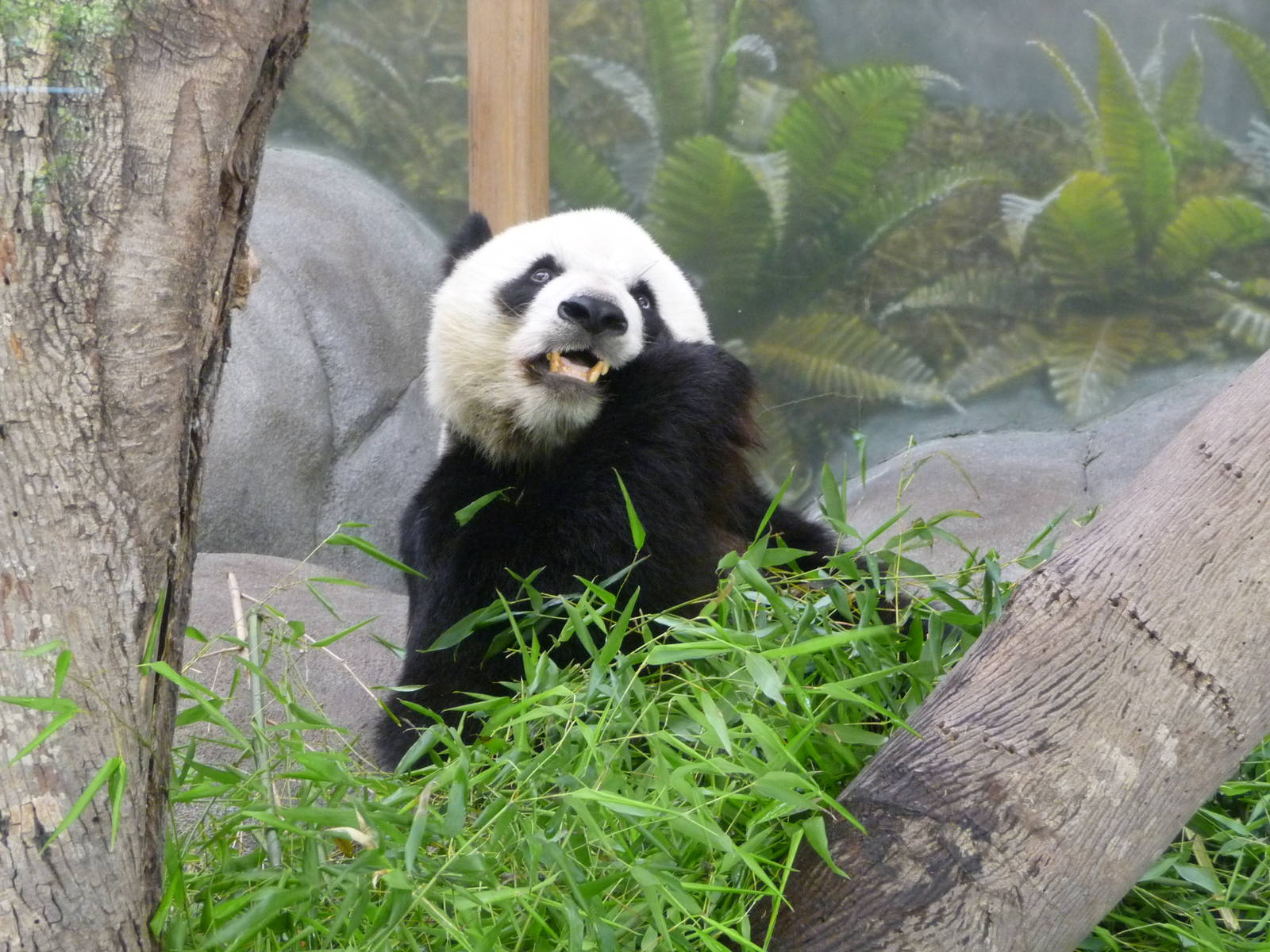 CHINA - Giant Panda