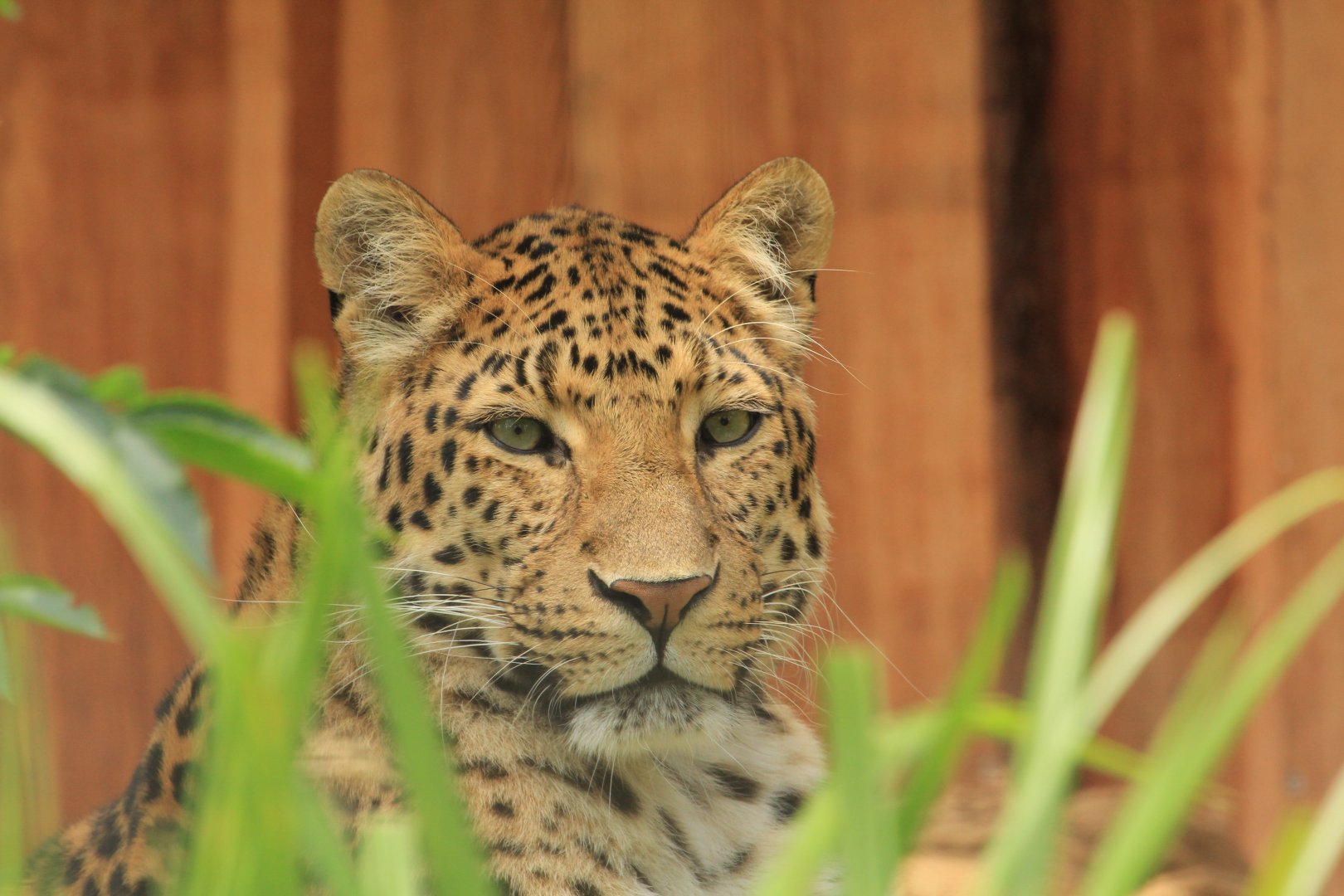 China Leopard (April 2018)