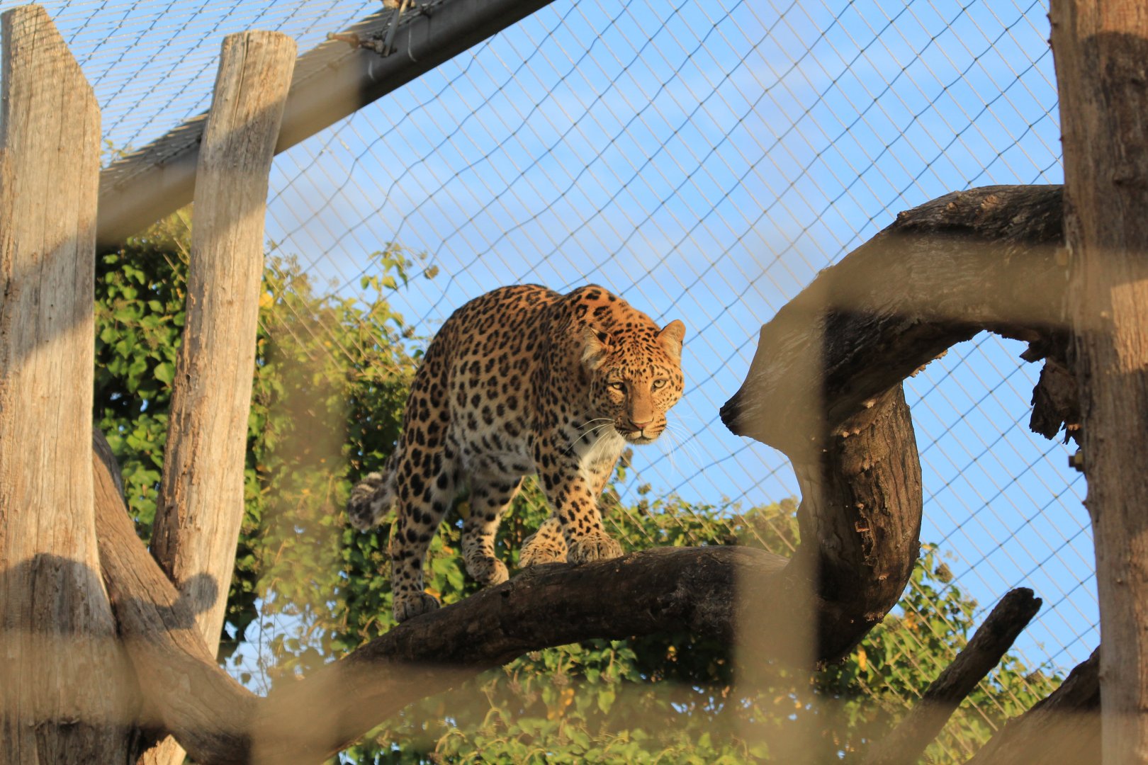 China Leopard (November 2018)