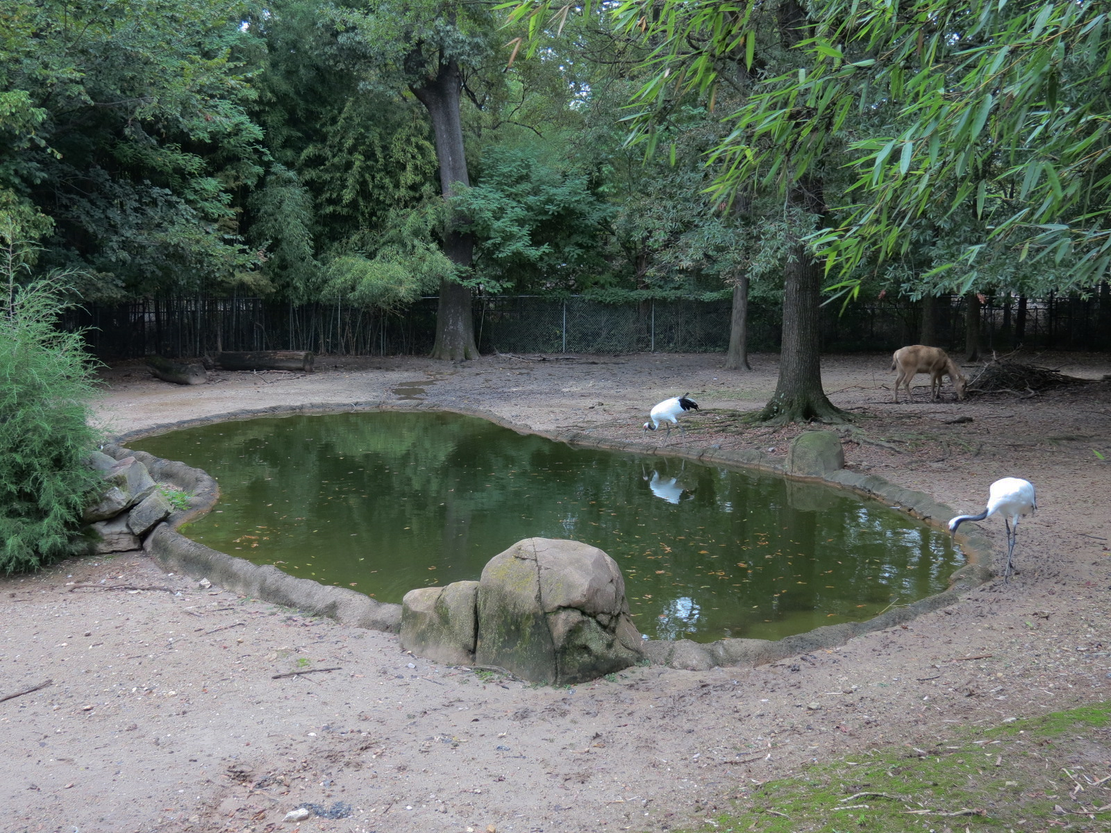 CHINA - Pere David's Deer and Red-crowned Crane Exhibit