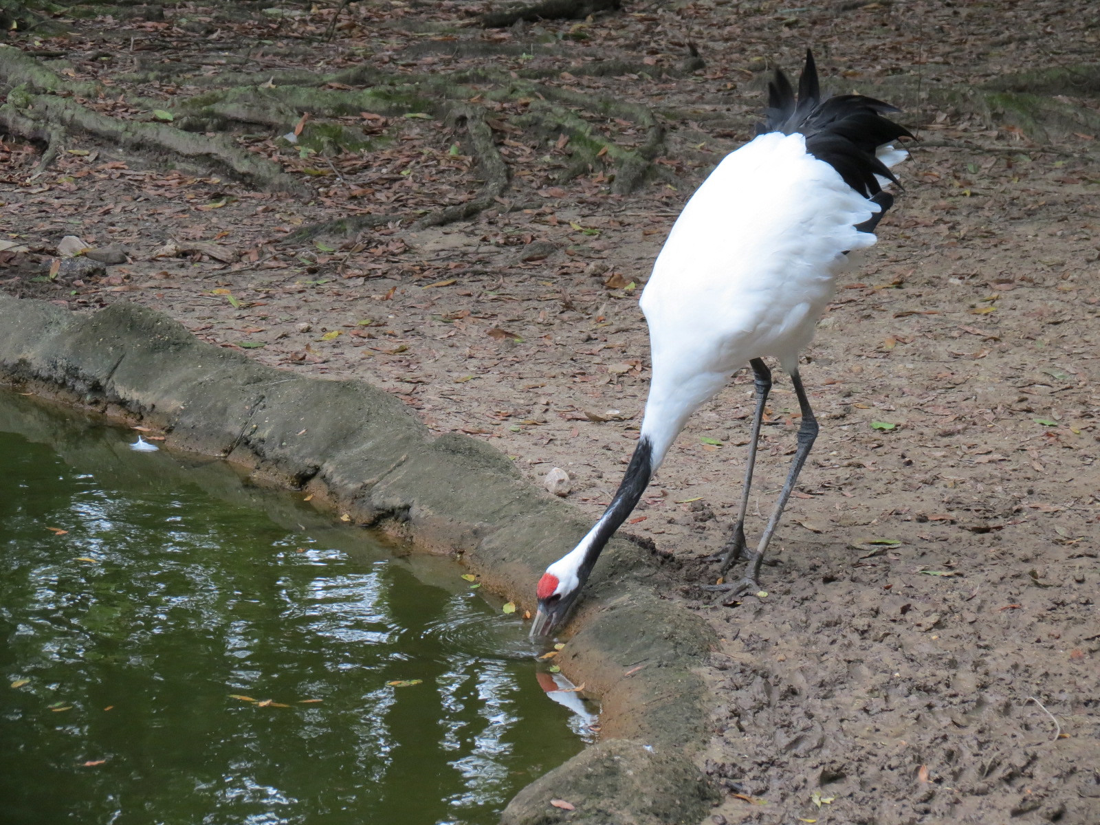 CHINA - Pere David's Deer and Red-crowned Crane Exhibit