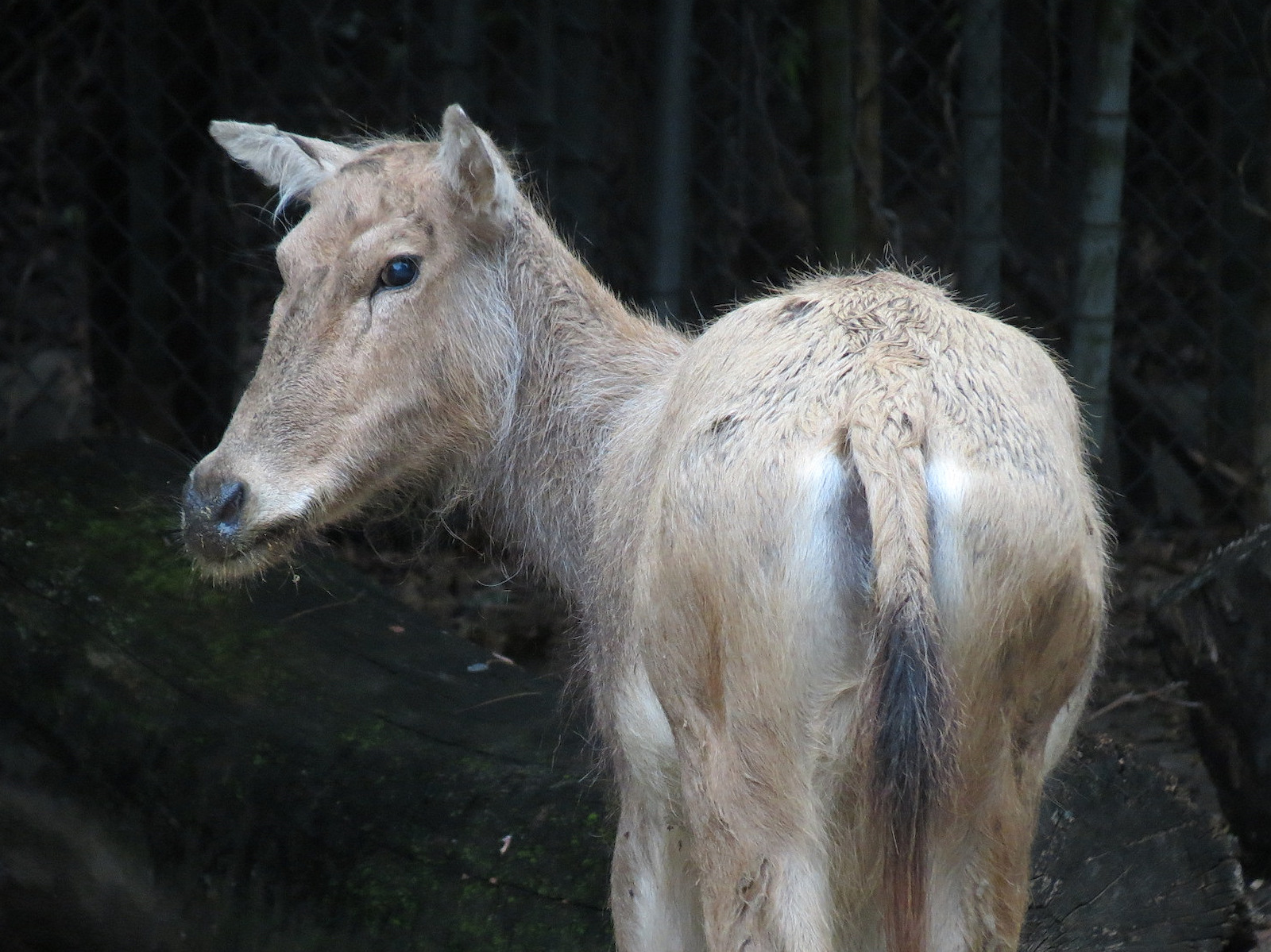 CHINA - Pere David's Deer and Red-crowned Crane Exhibit