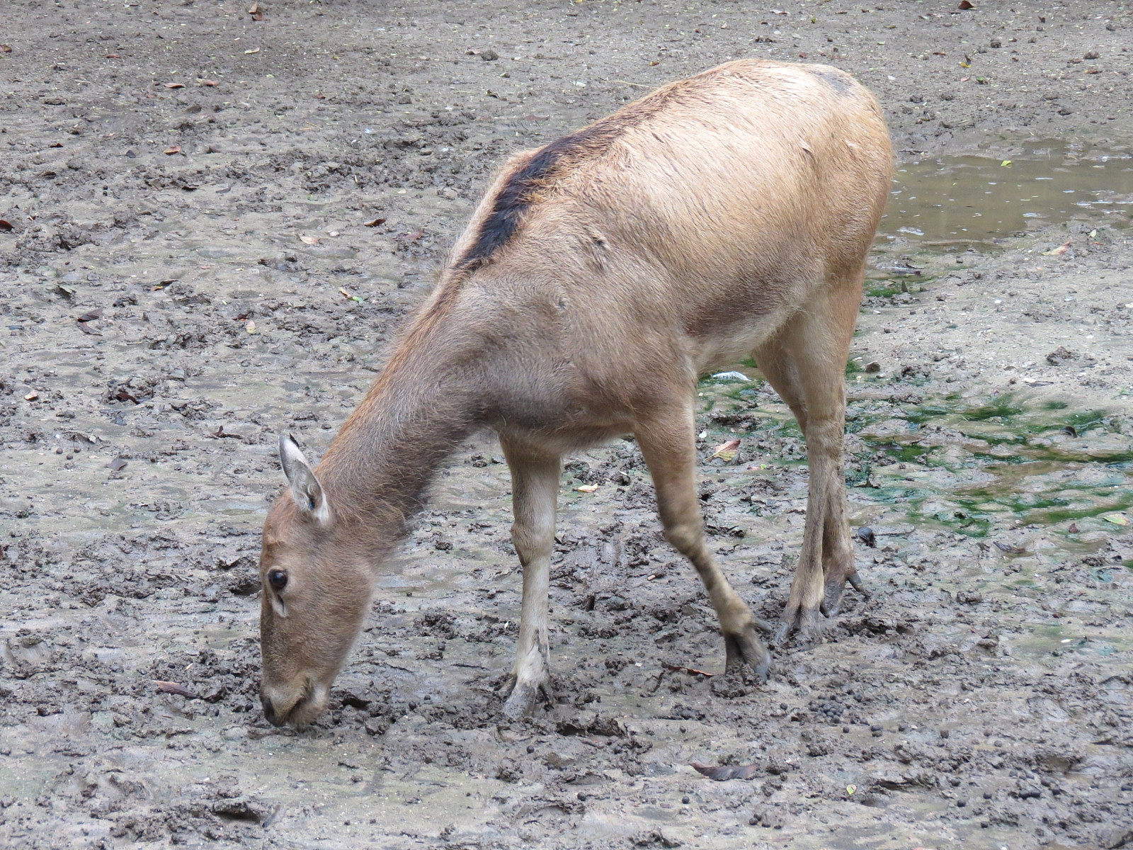 CHINA - Pere David's Deer and Red-crowned Crane Exhibit