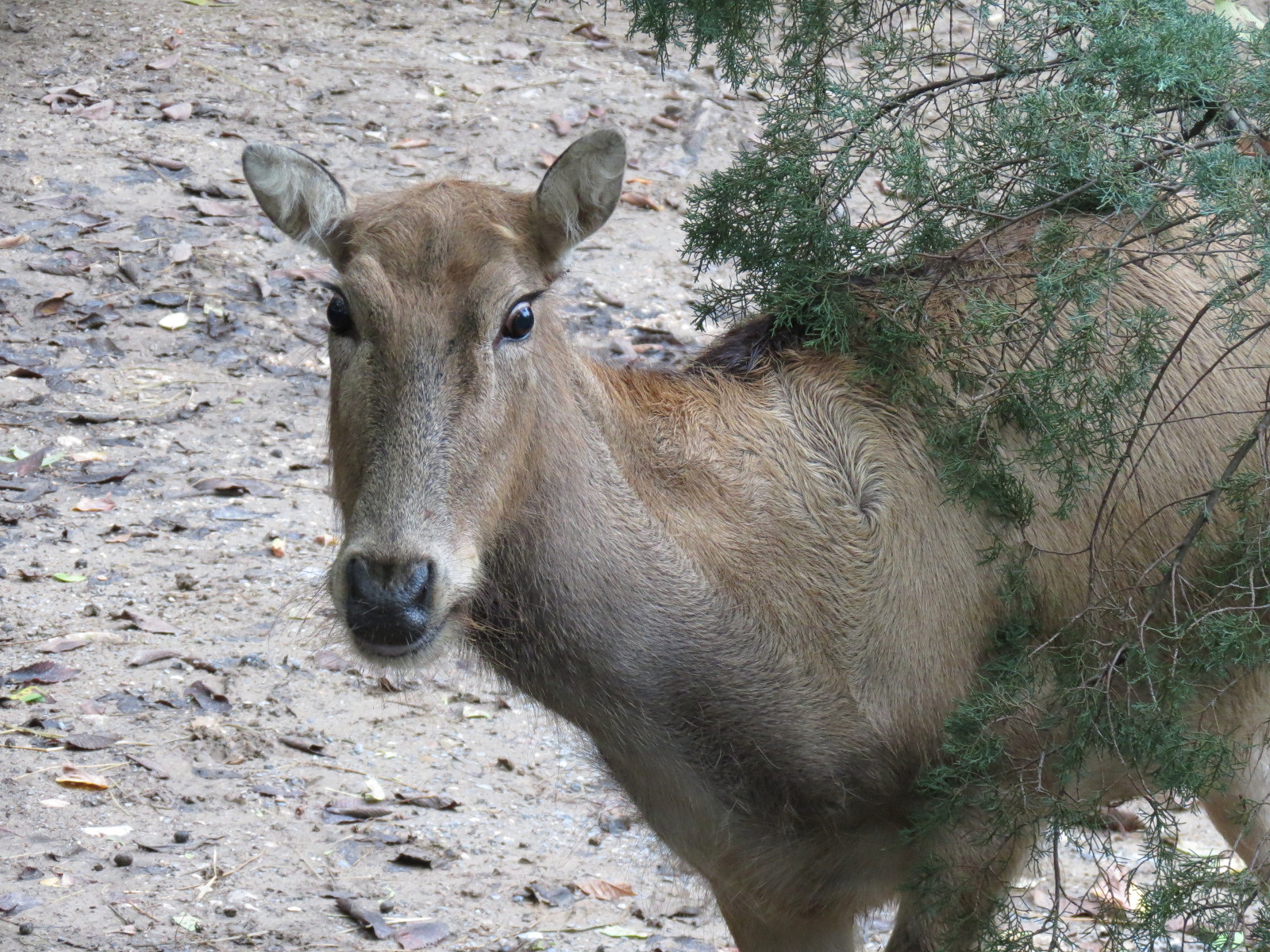 CHINA - Pere David's Deer and Red-crowned Crane Exhibit