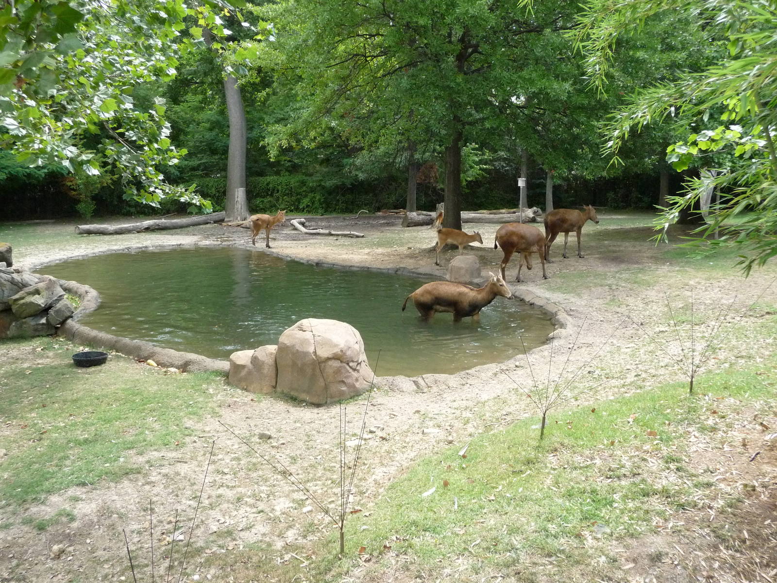 CHINA - Pere David's Deer/White-Naped Crane Exhibit