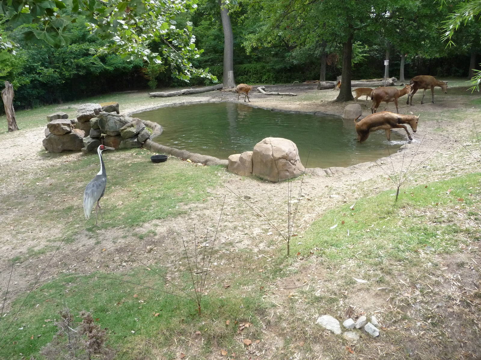 CHINA - Pere David's Deer/White-Naped Crane Exhibit