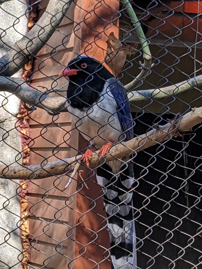China - Red-Billed Blue Magpie