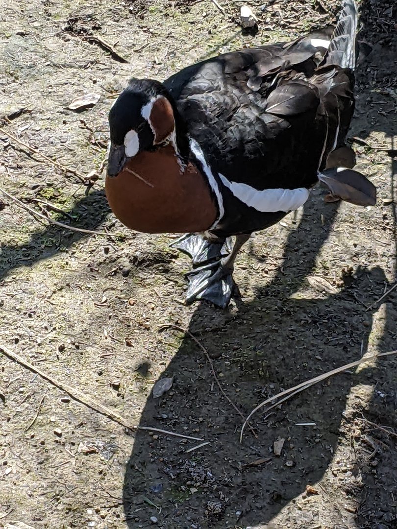China - Red-Breasted Goose