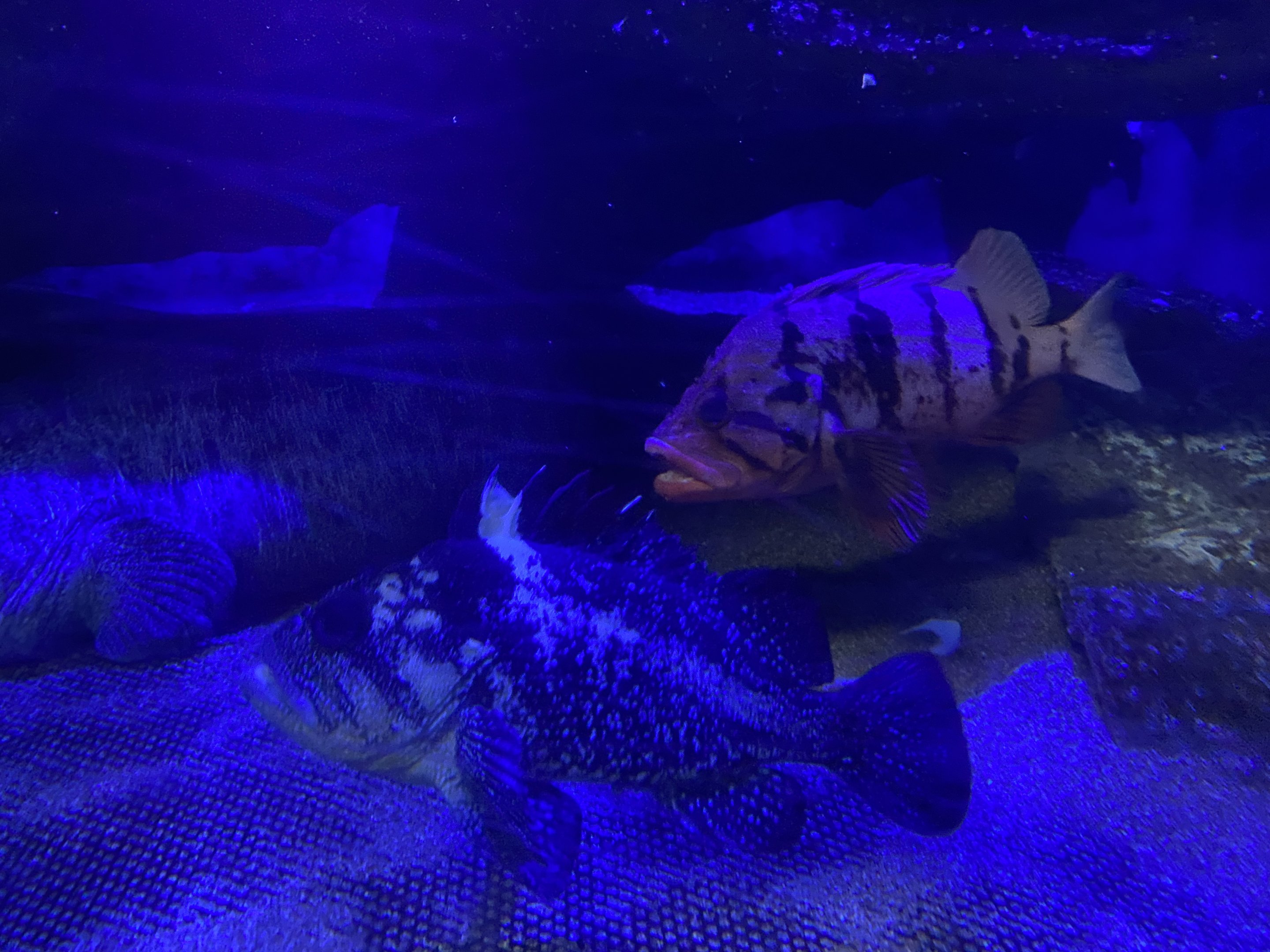 China Rockfish and Tiger Rockfish