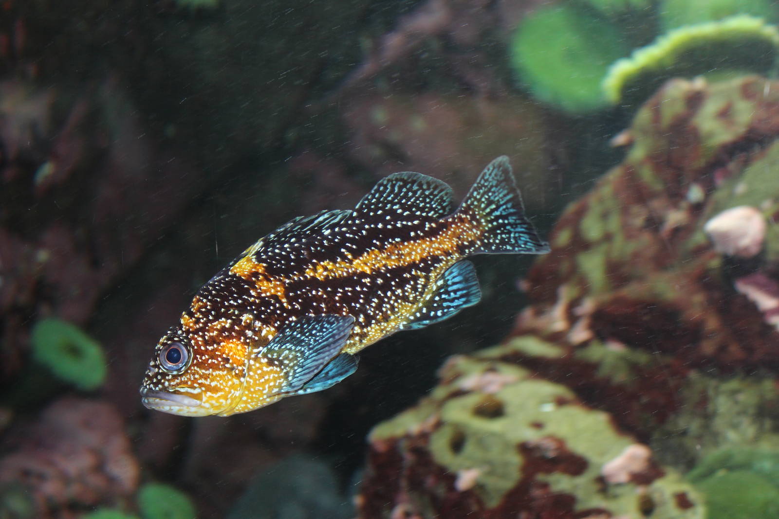 China Rockfish - Nov 2014