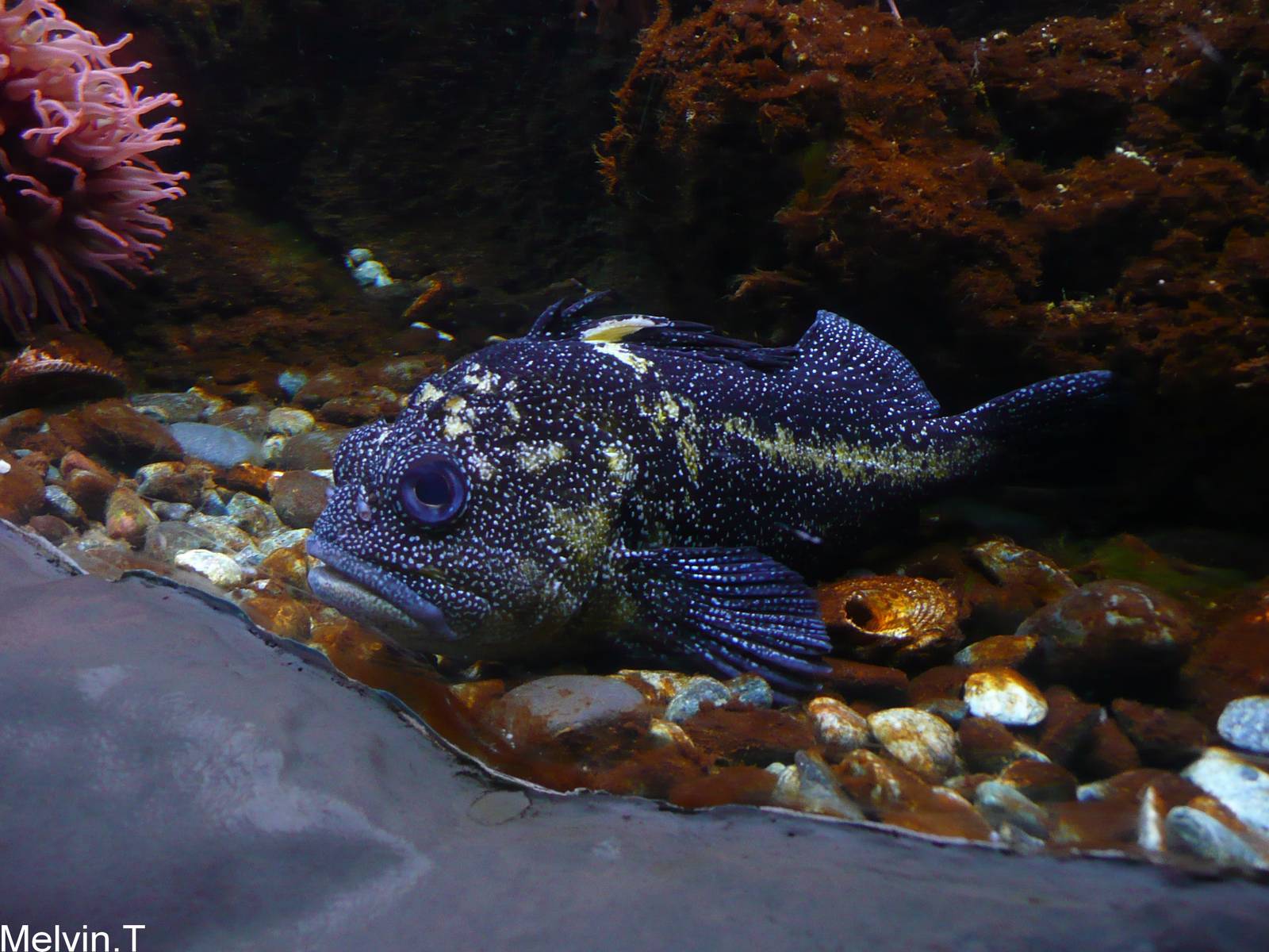 China rockfish (Sebastes nebulosus)