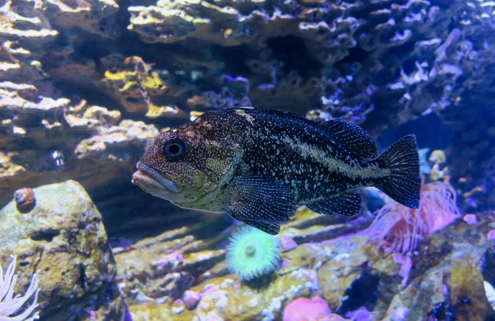 China Rockfish (Sebastes nebulosus)