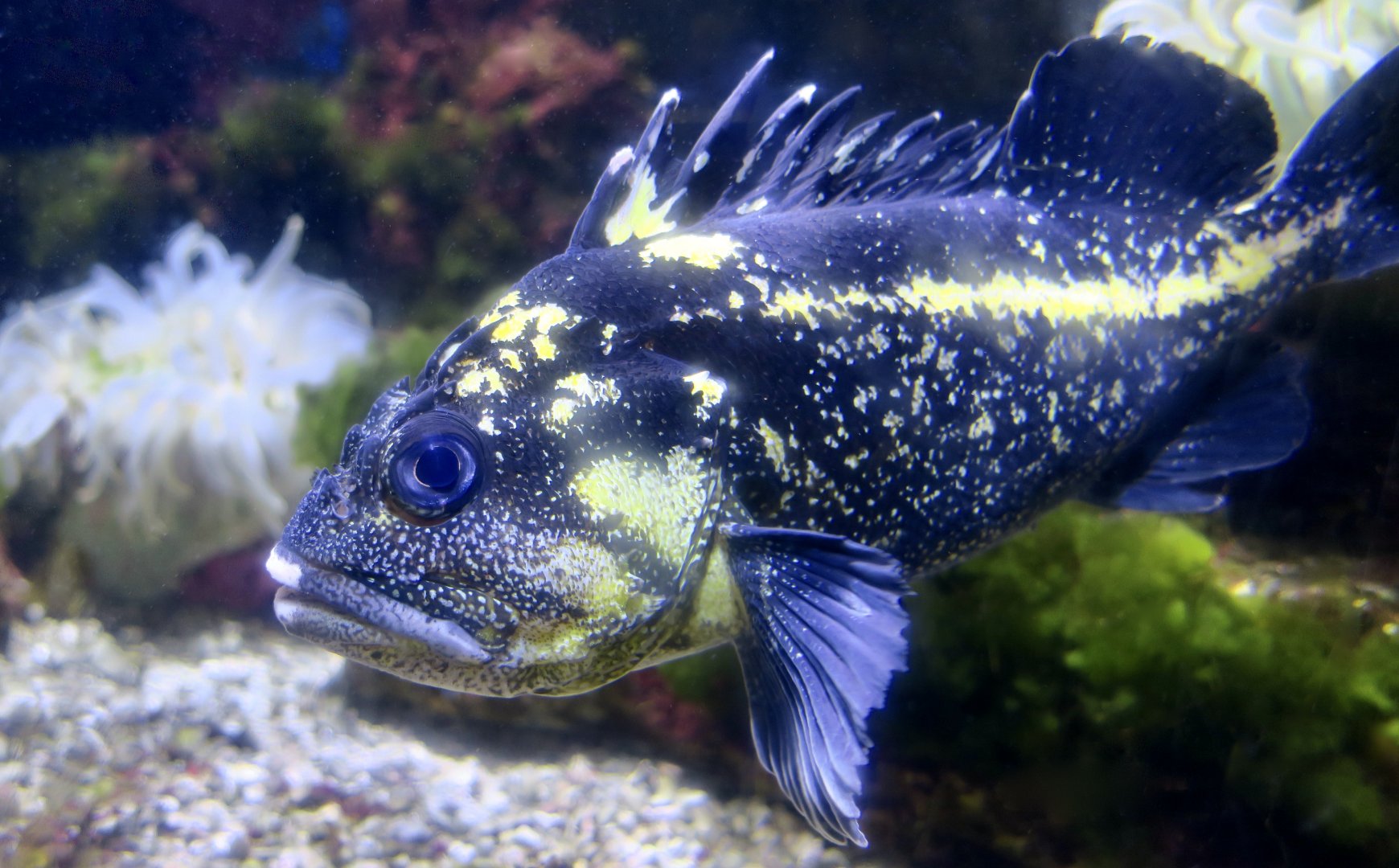 China Rockfish (Sebastes nebulosus)