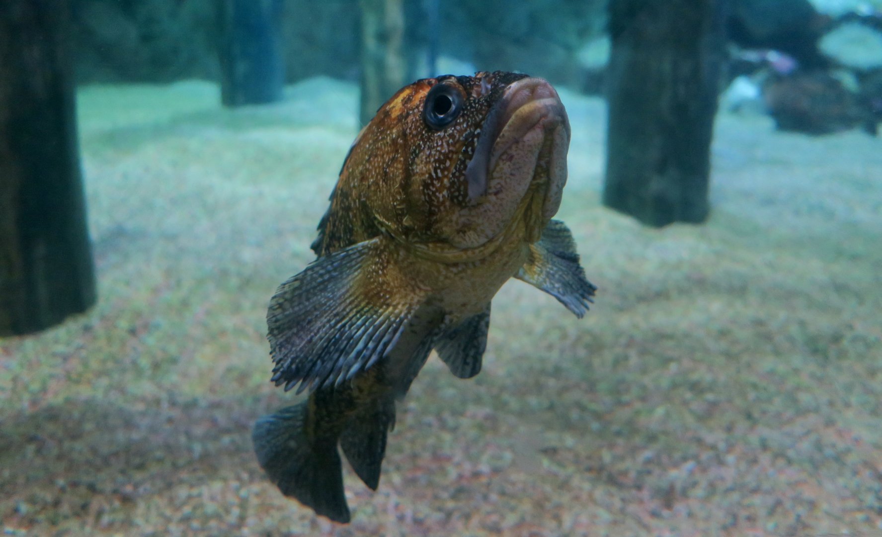 China Rockfish (Sebastes nebulosus)