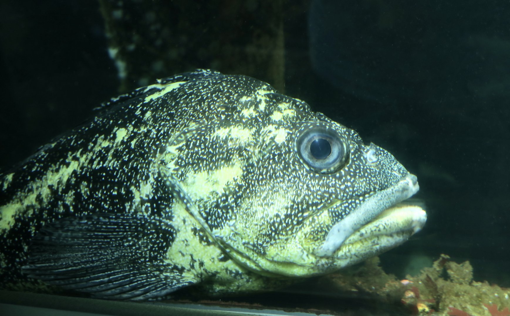 China Rockfish (Sebastes nebulosus)