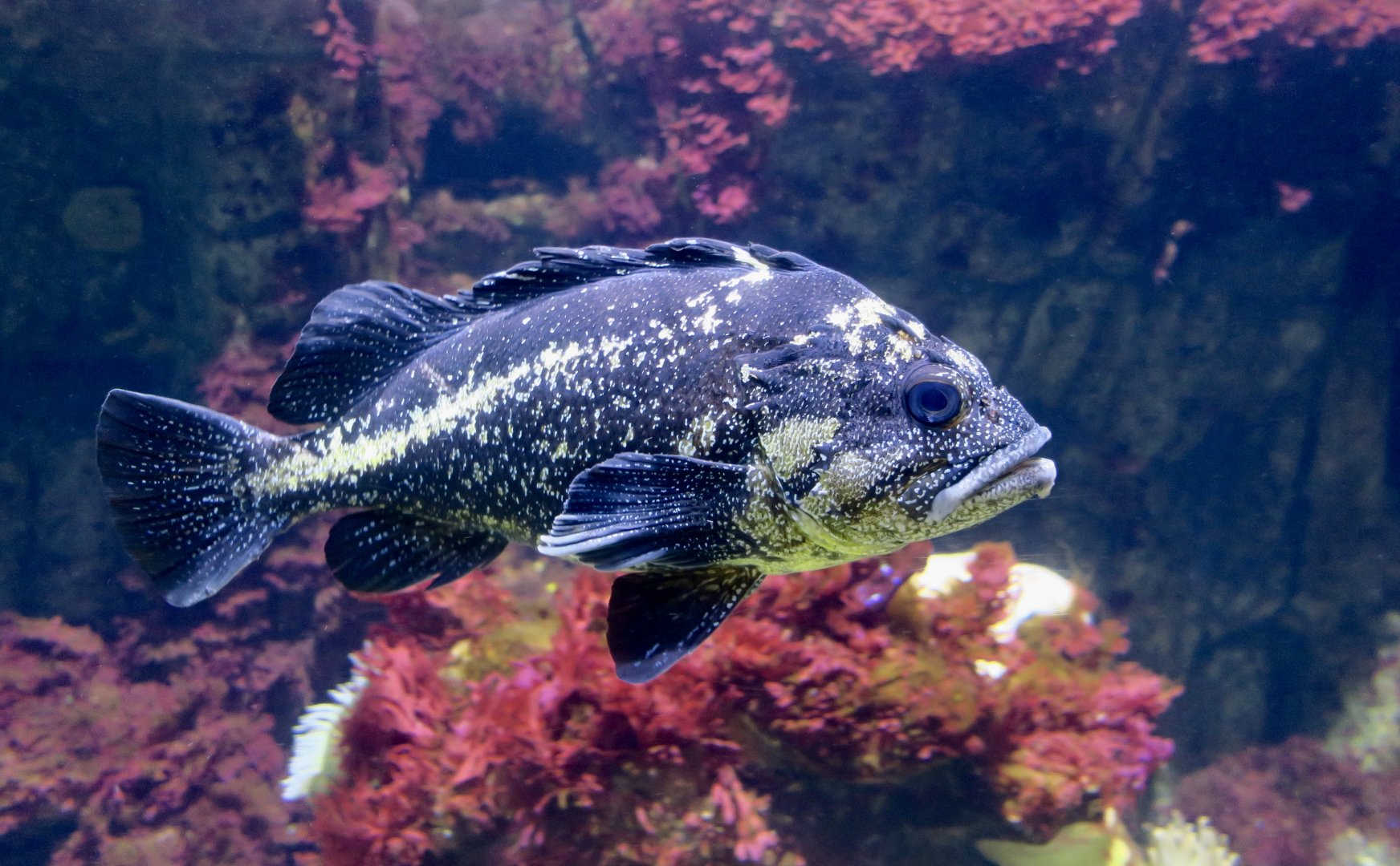 China Rockfish (Sebastes nebulosus)