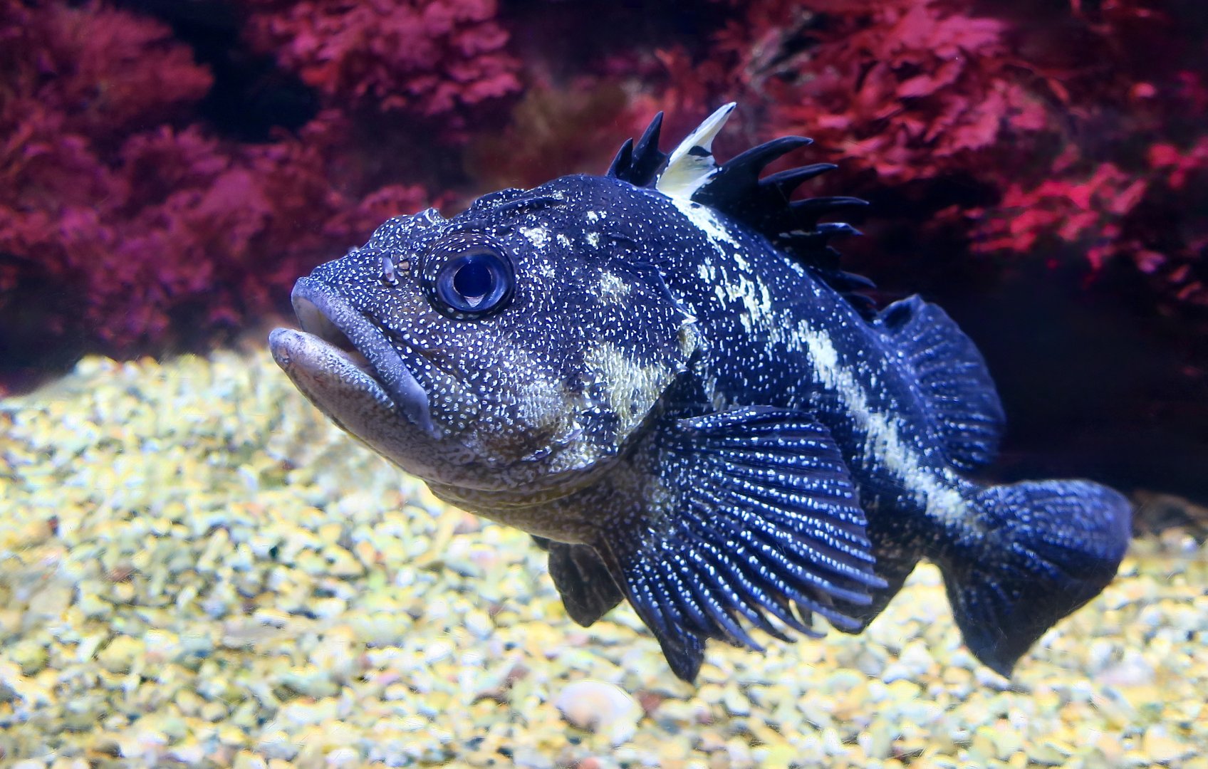 China Rockfish (Sebastes nebulosus)