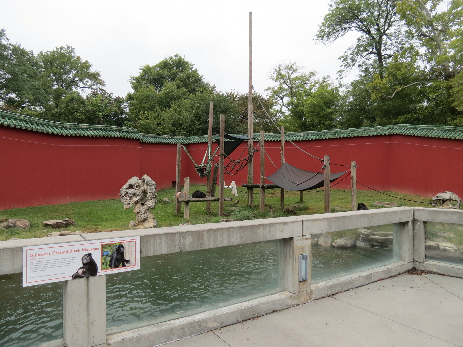 CHINA - Sulawesi Crested Black Macaque Exhibit