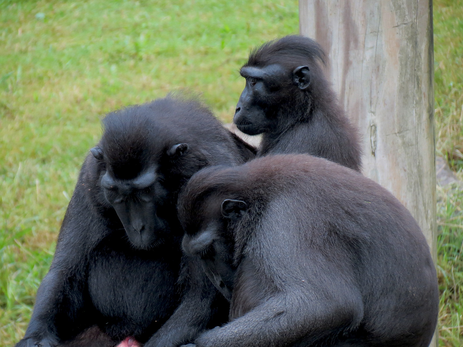 CHINA - Sulawesi Crested Black Macaque Exhibit