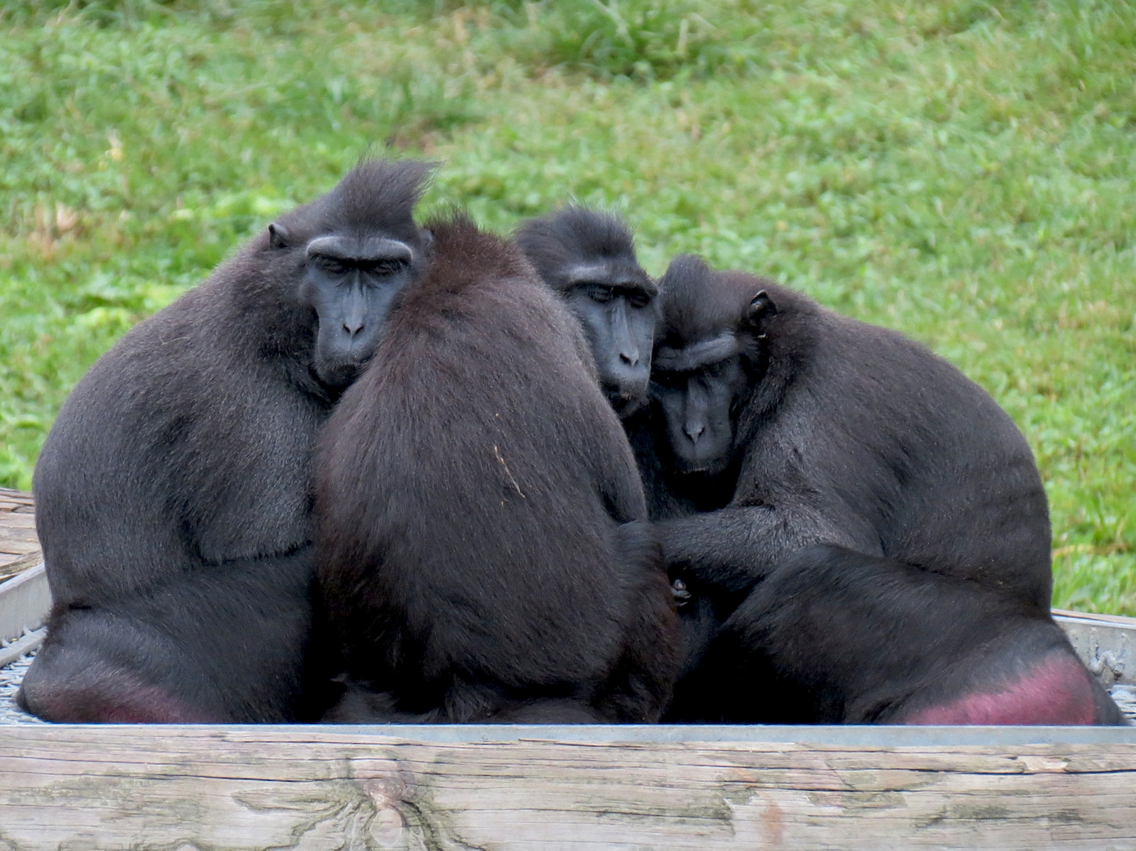 CHINA - Sulawesi Crested Black Macaque Exhibit