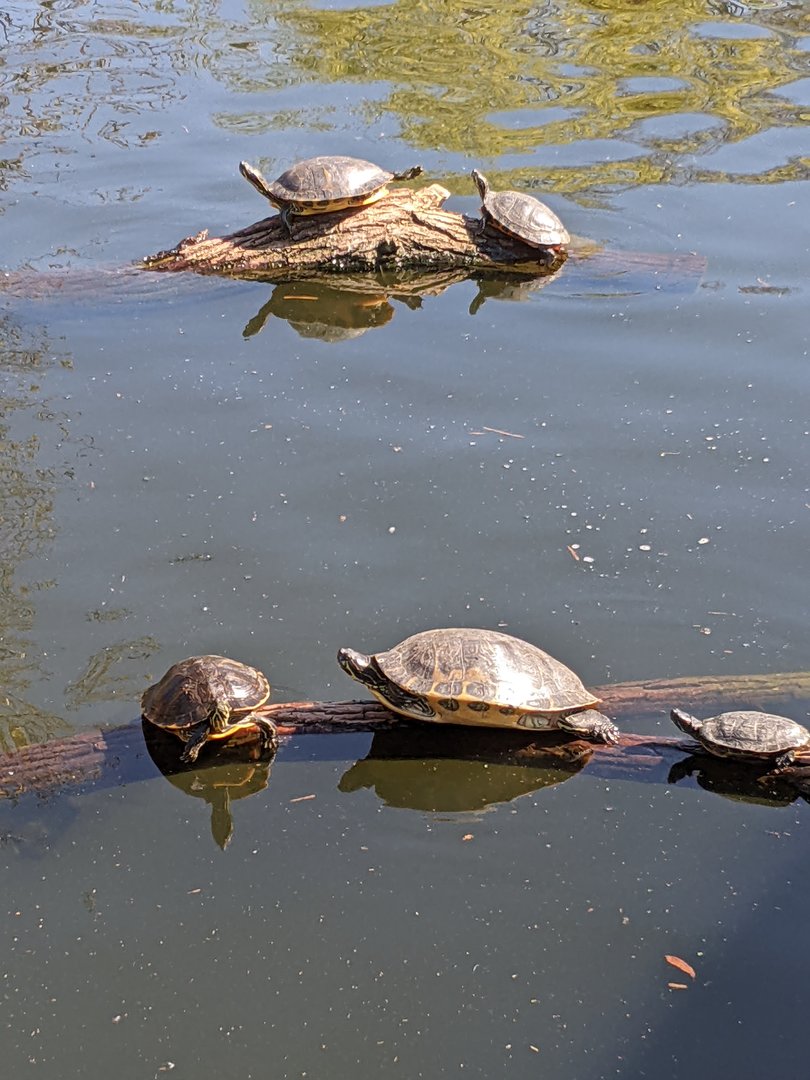 China - Turtles