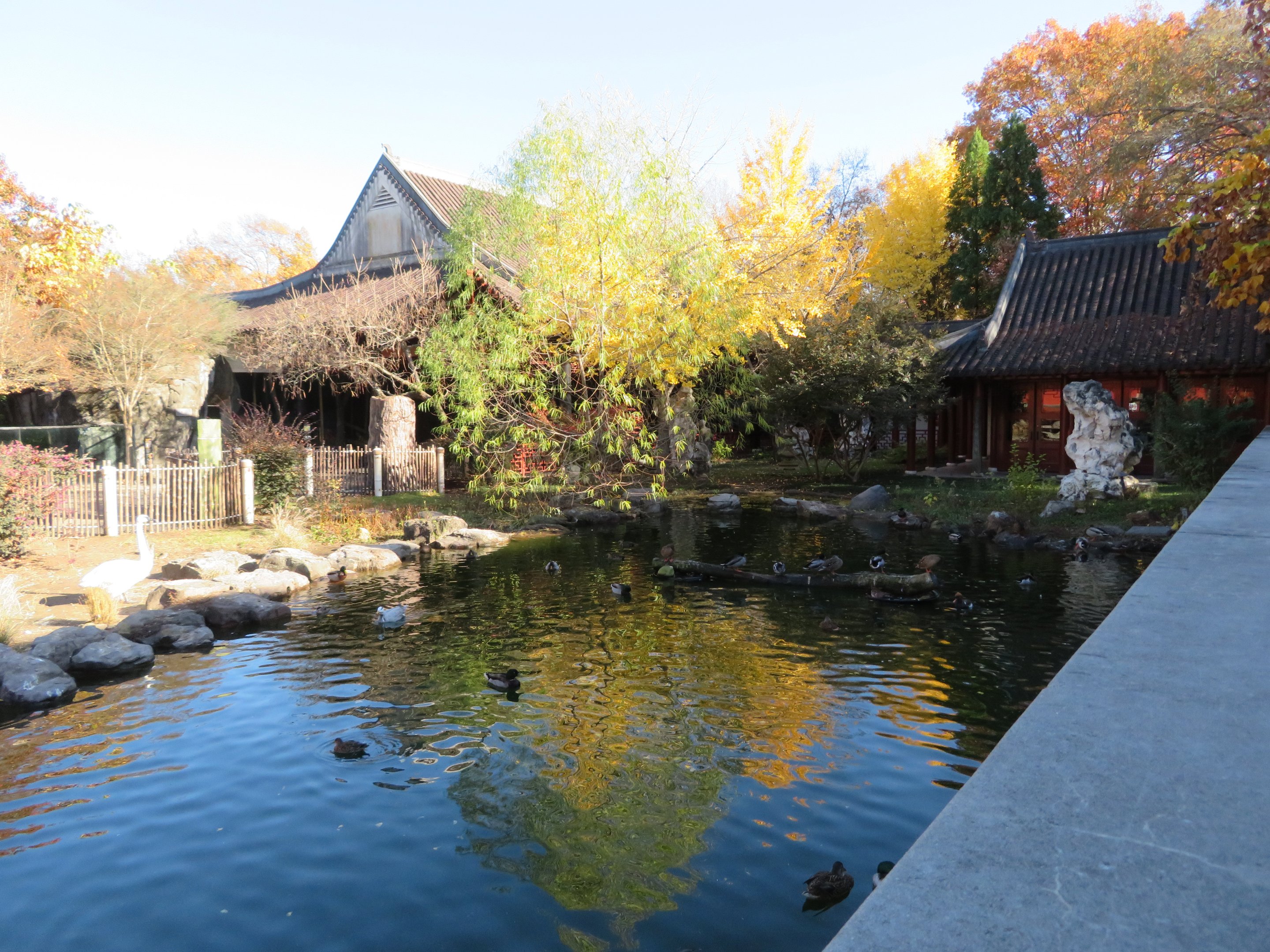 CHINA - Waterfowl Pond