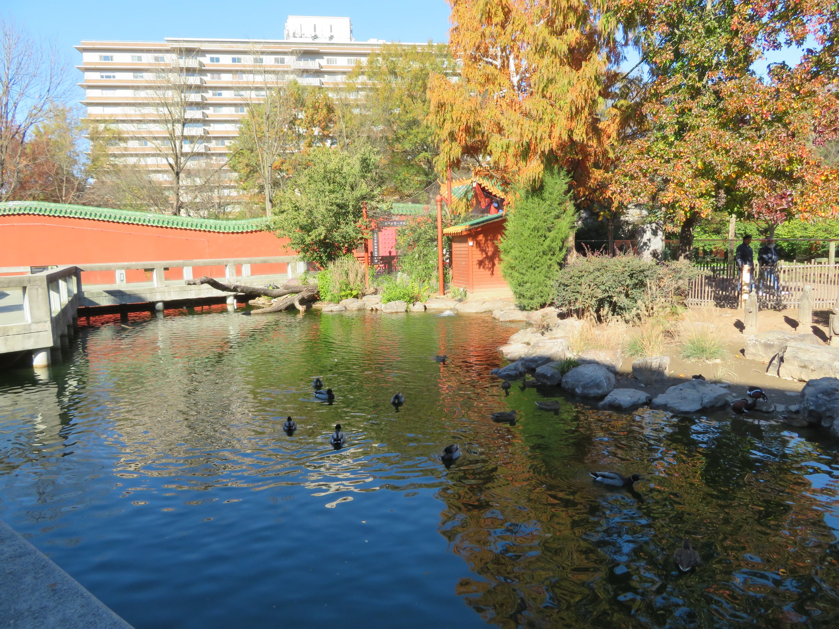 CHINA - Waterfowl Pond