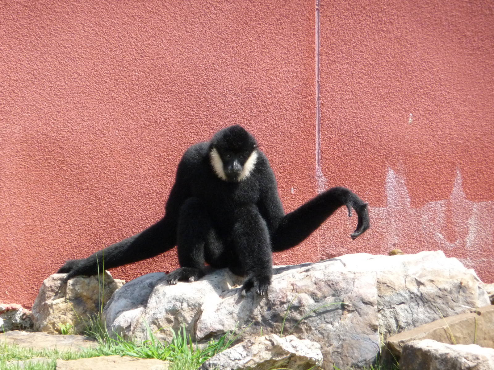 CHINA - White-Cheeked Gibbon