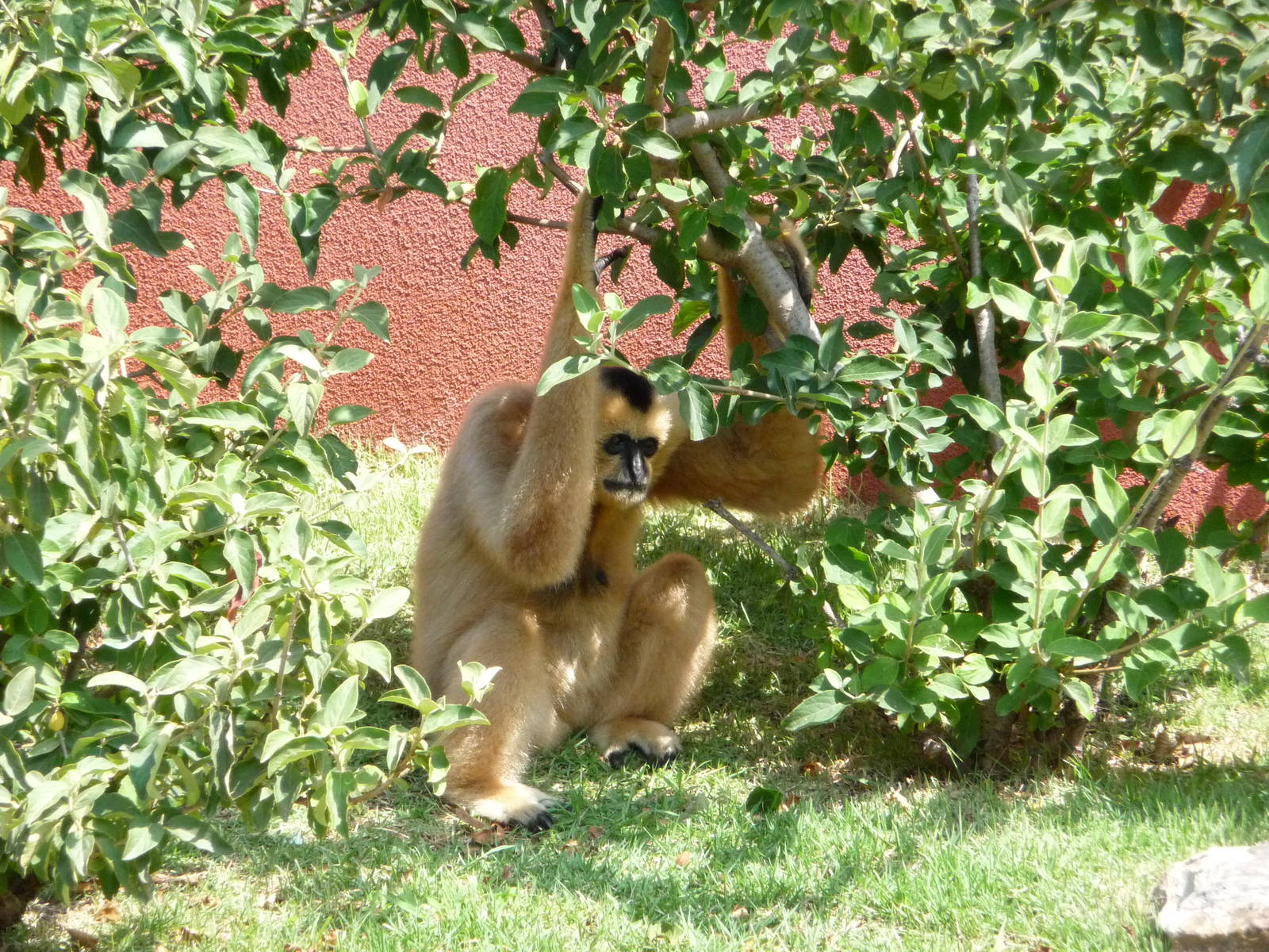 CHINA - White-Cheeked Gibbon