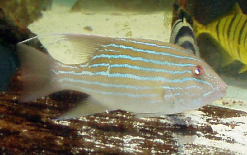 Chinaman Fish (Symphorus nematophorus)