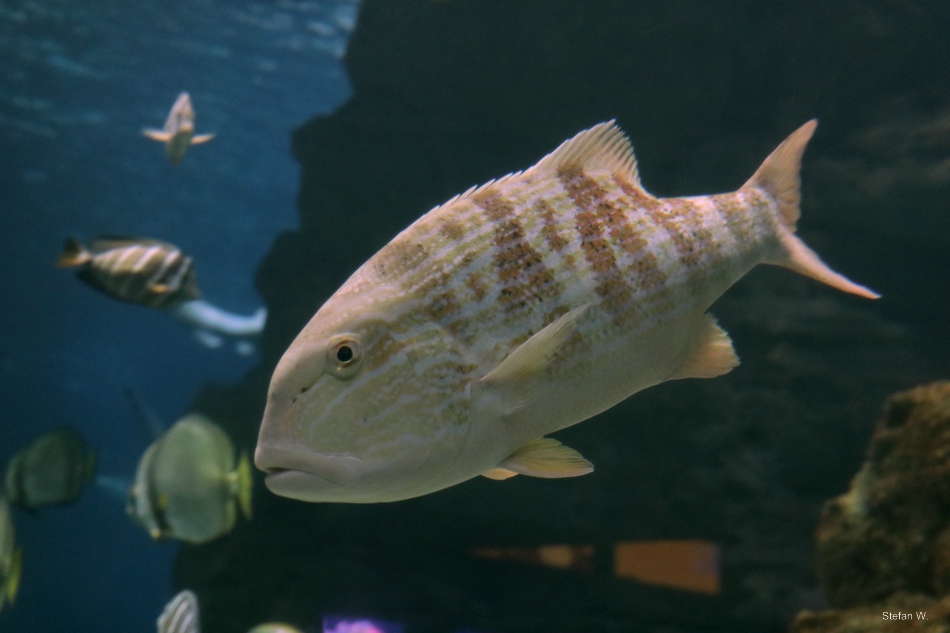 Chinamanfish (Symphorus nematophorus)