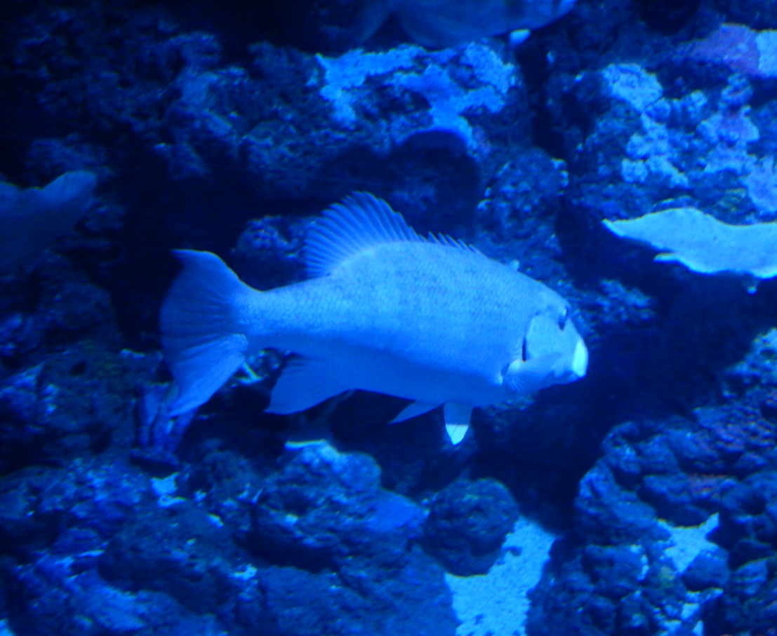 Chinamanfish yawning