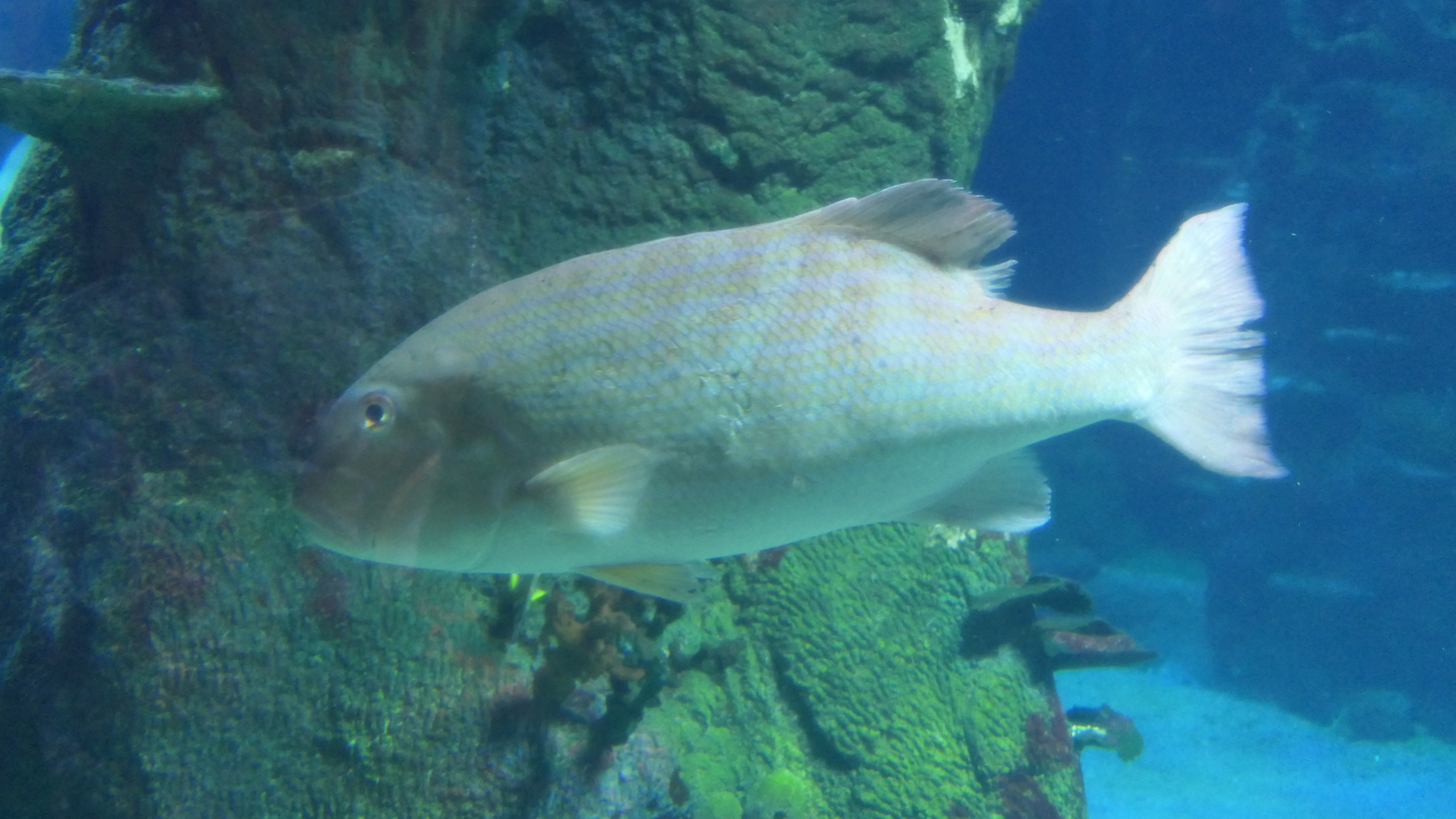 Chinamanfish