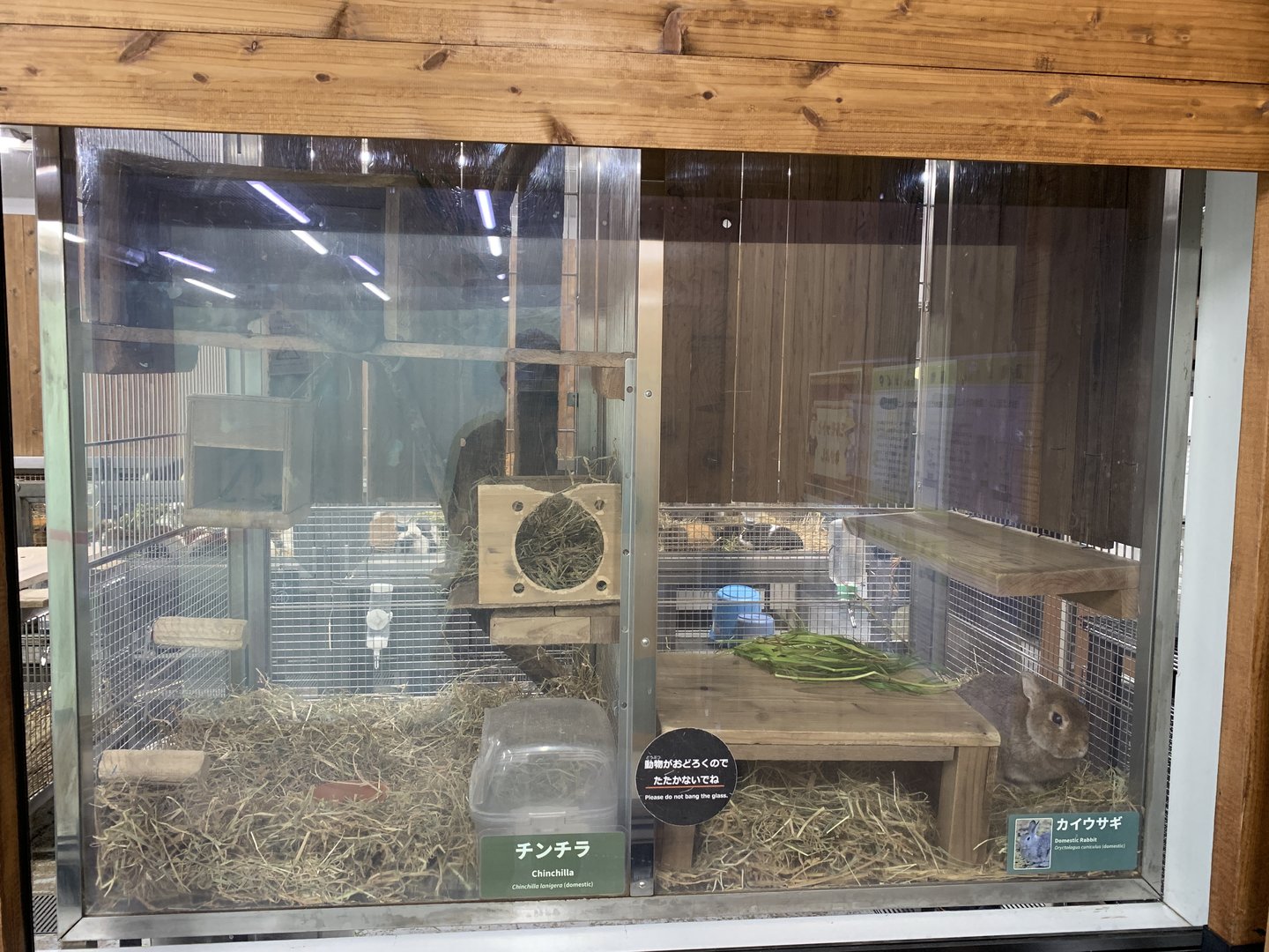 Chinchilla and Rabbit Exhibits