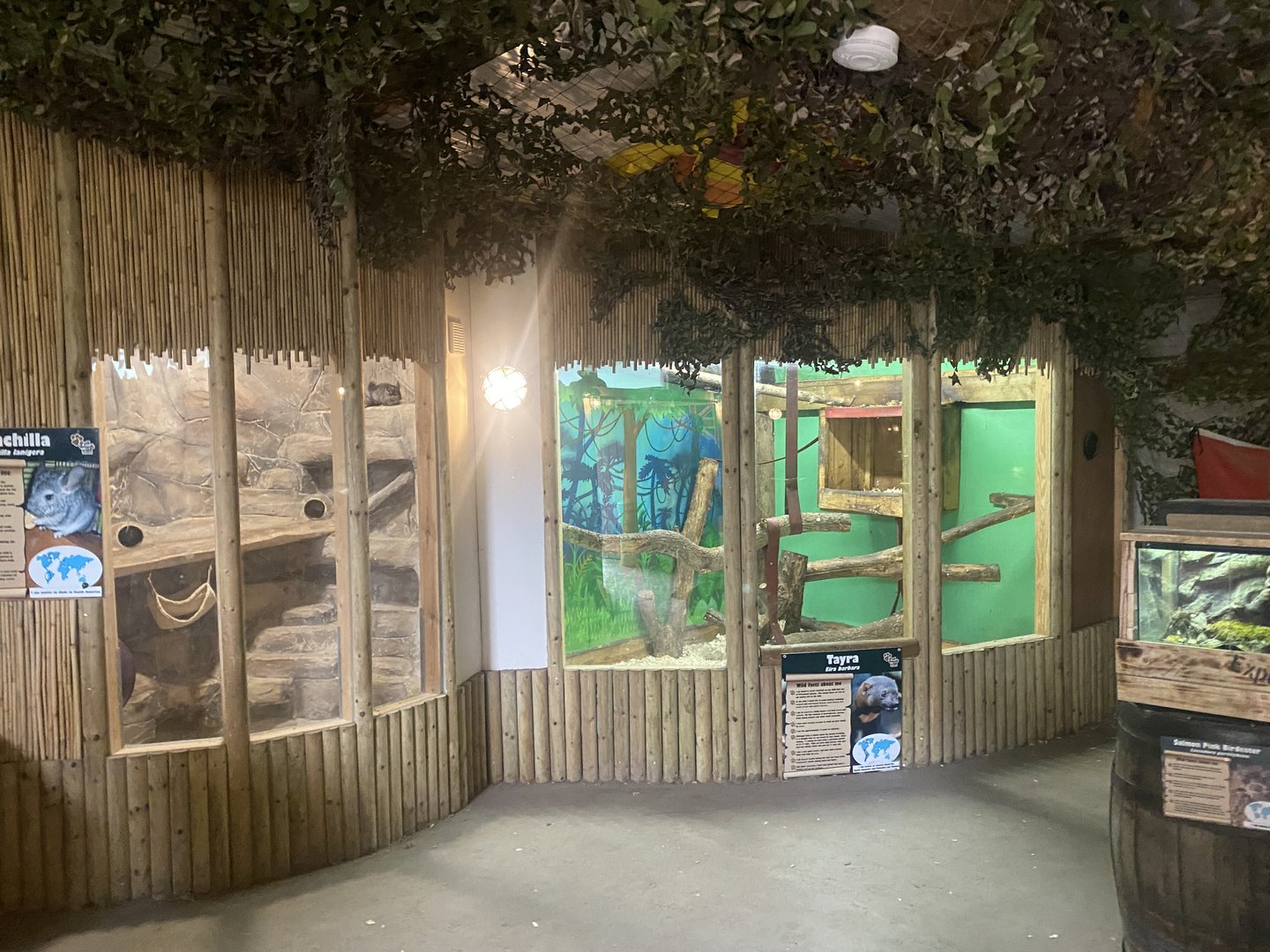 Chinchilla and Tayra exhibits 150723