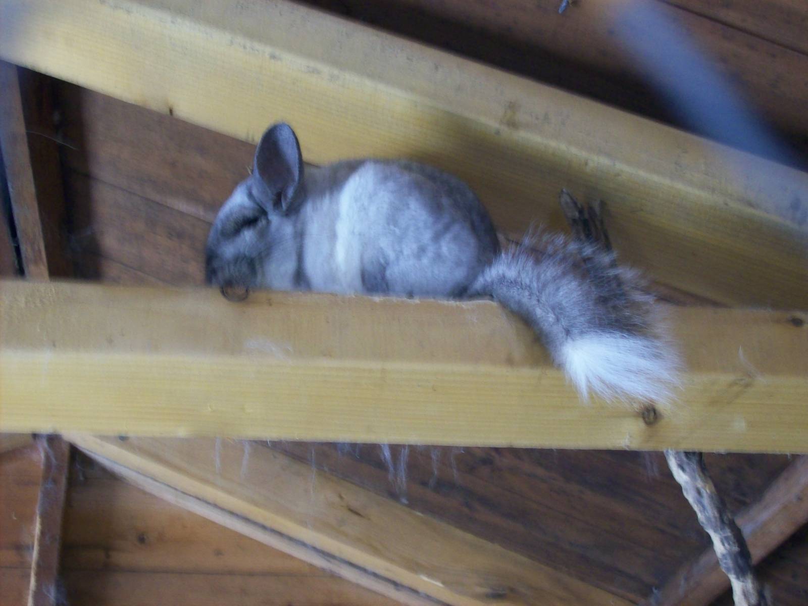 chinchilla at willows wildlife sanctuary