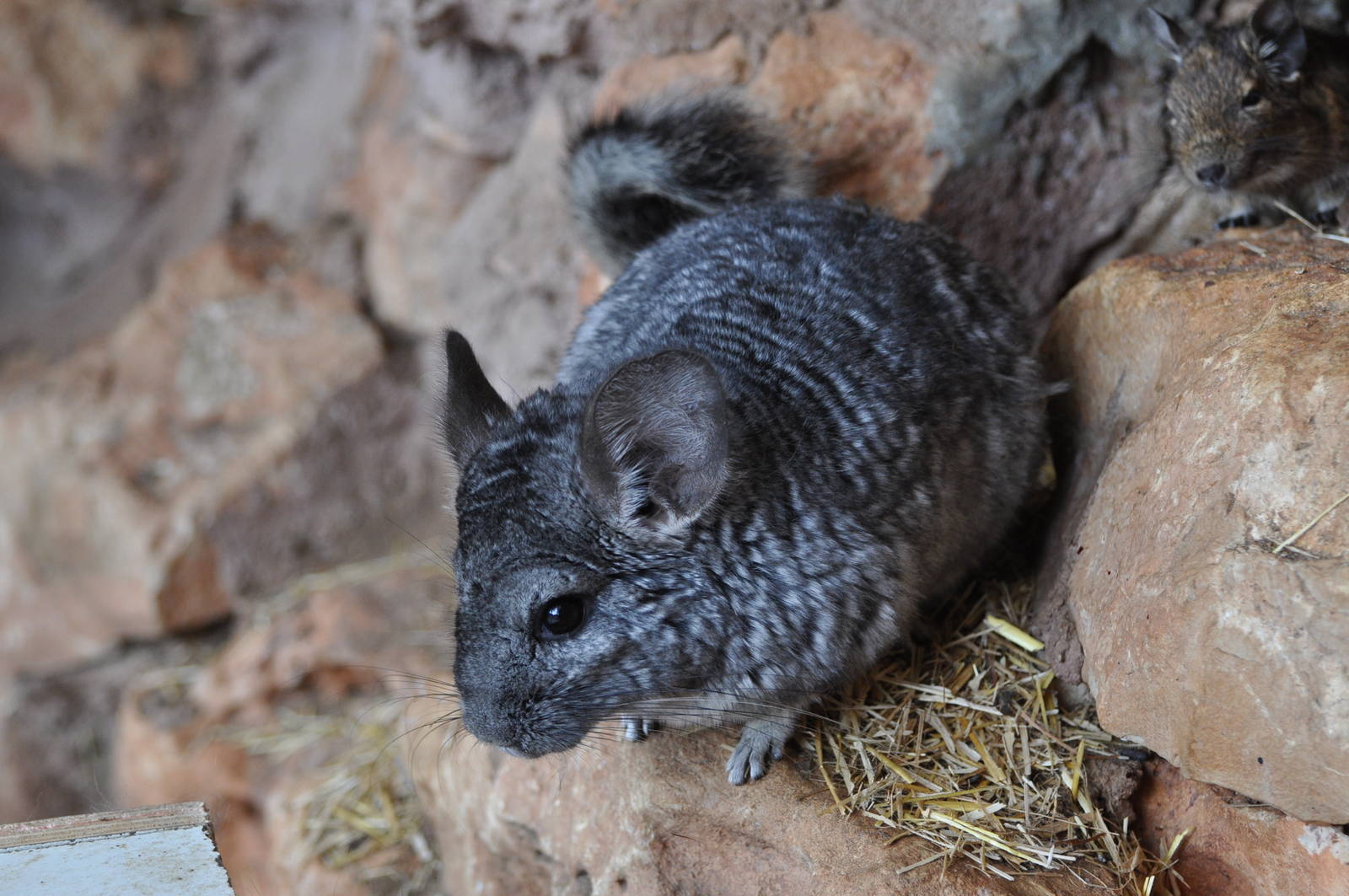 Chinchilla/ Chinchilla lanigera
