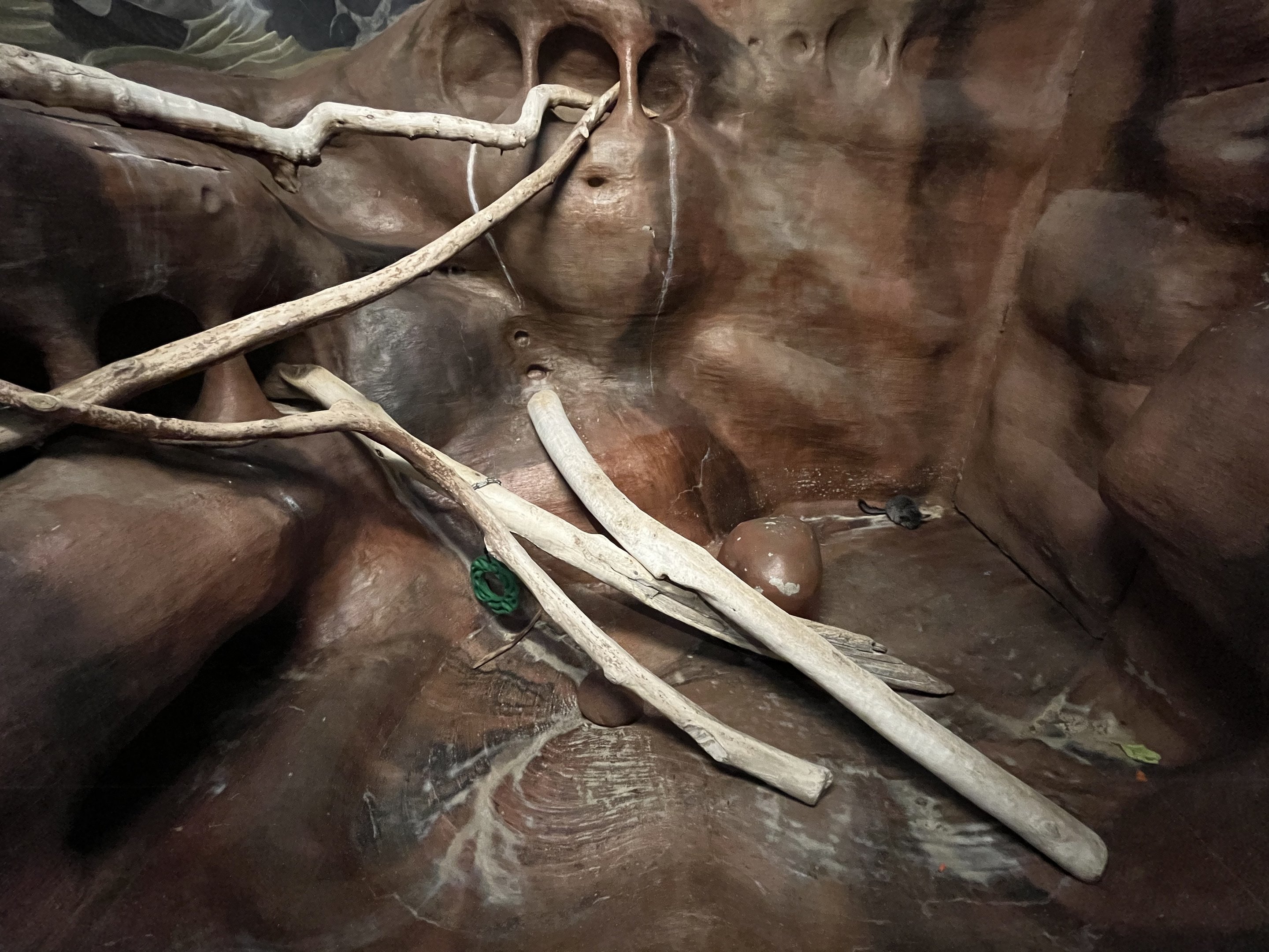 Chinchilla + Degu Exhibit