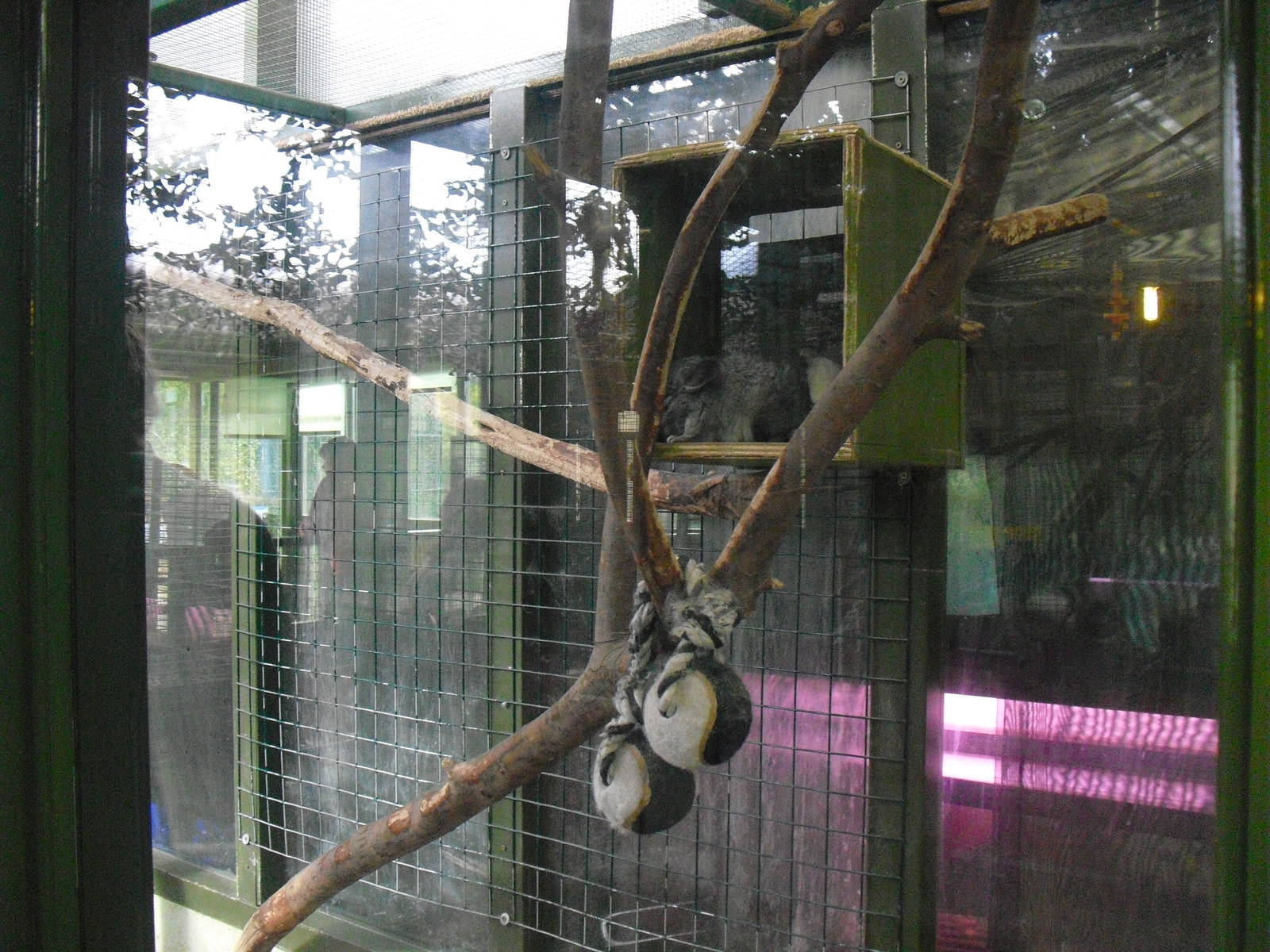 Chinchilla Enclosure - 16/10/2011