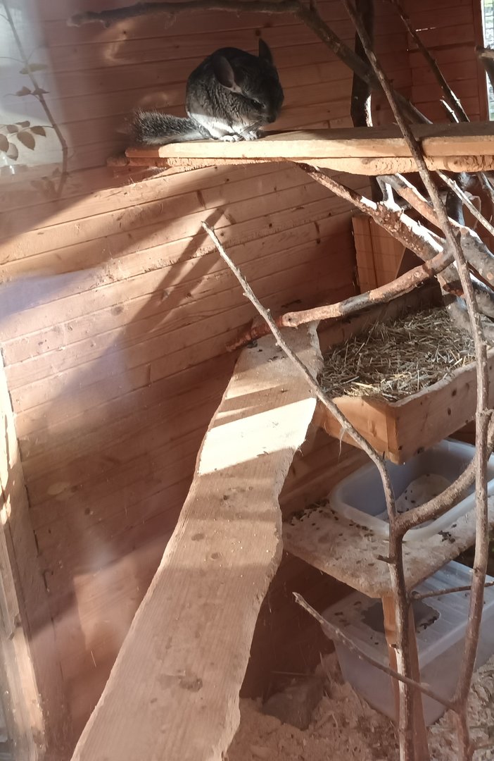 Chinchilla Enclosure