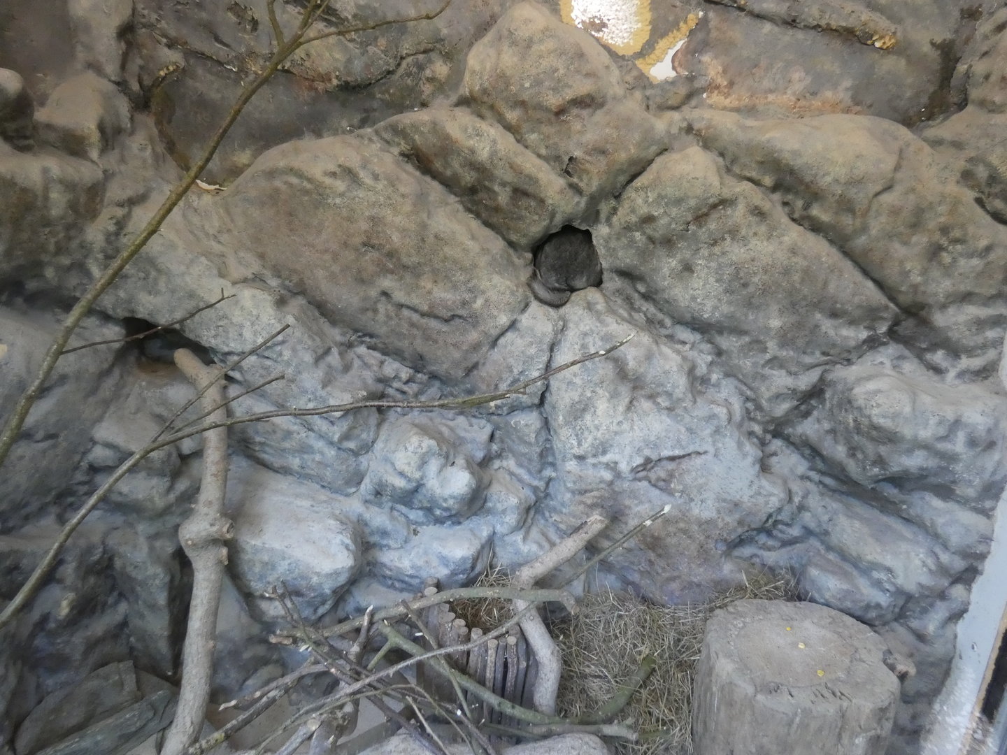 Chinchilla enclosure