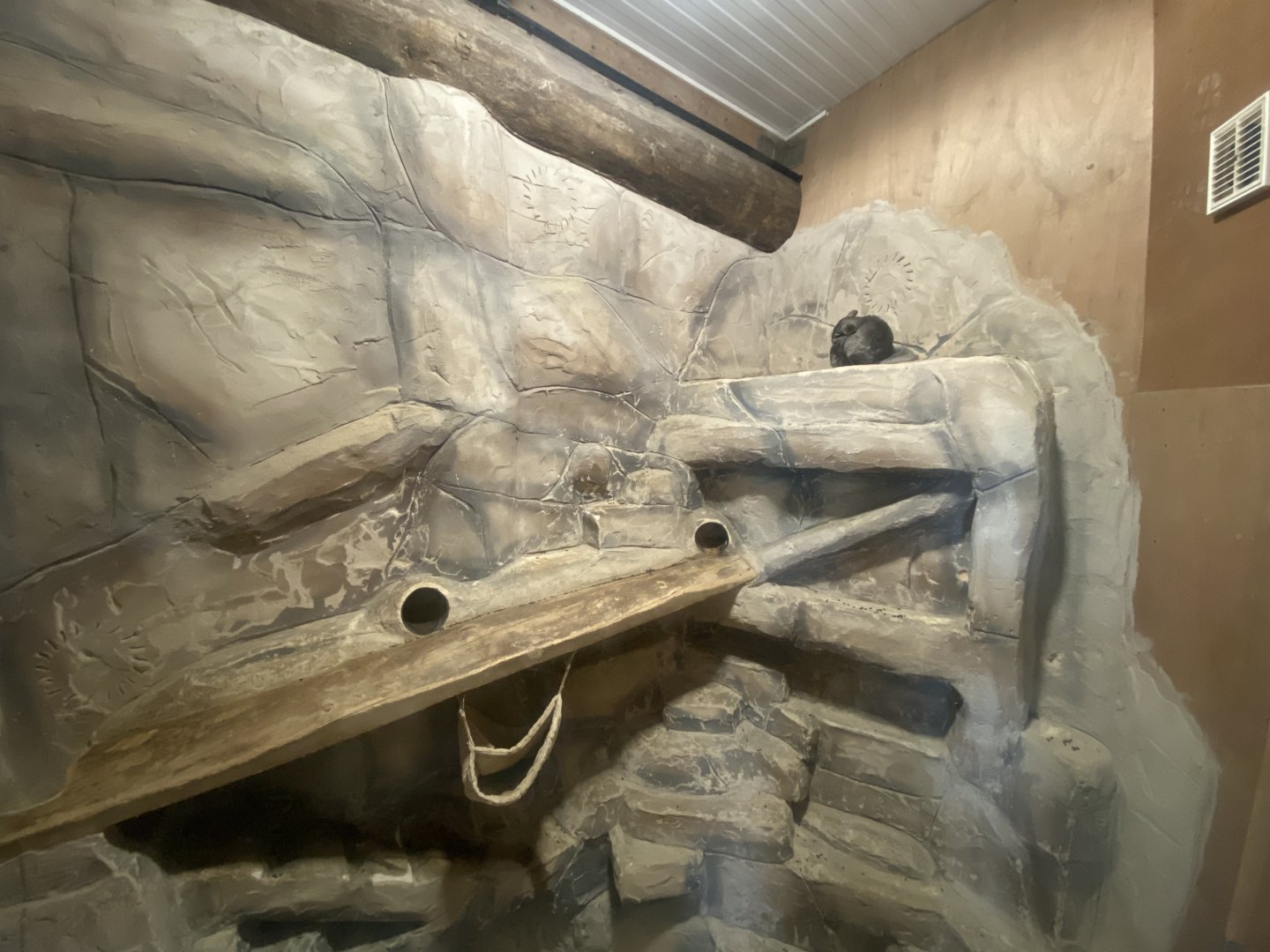 Chinchilla exhibit 280425