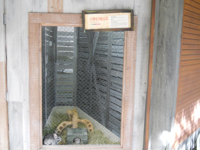 Chinchilla exhibit