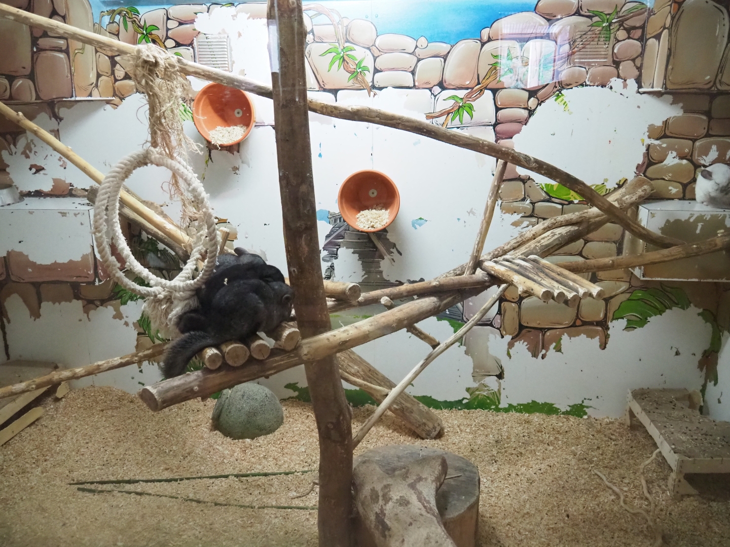 Chinchilla exhibit