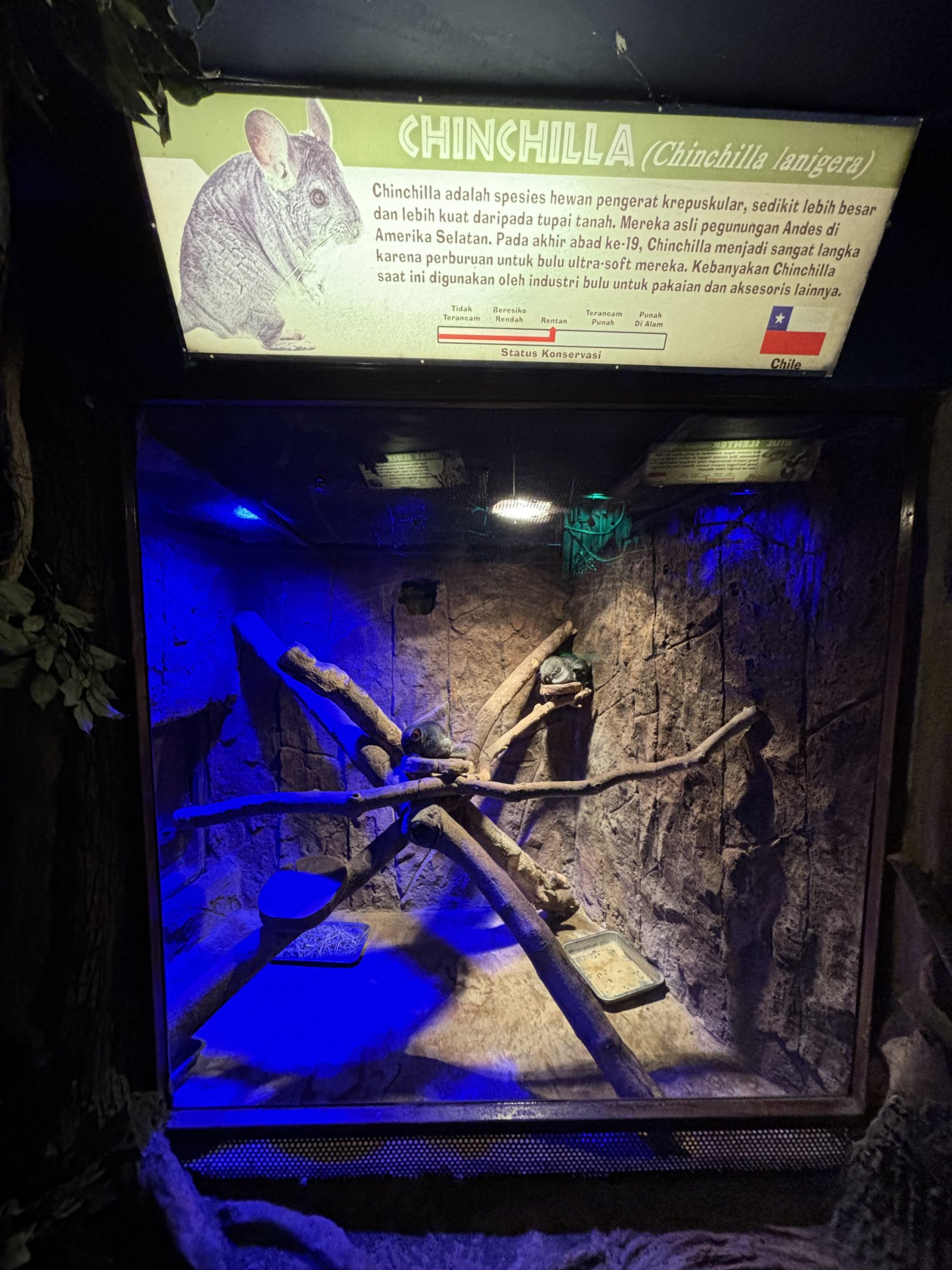 Chinchilla Exhibit