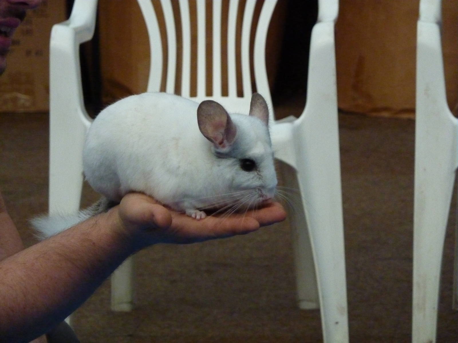 Chinchilla in animal display