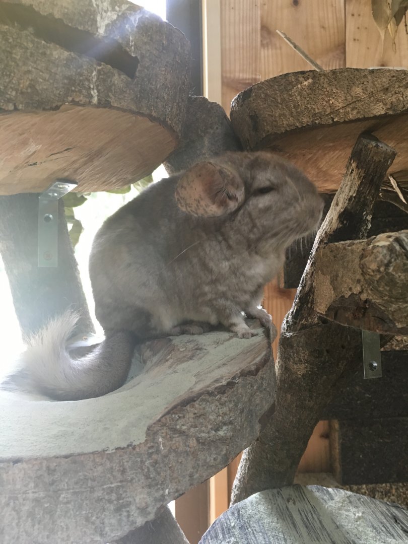 Chinchilla in- Nagasaki Bio Park