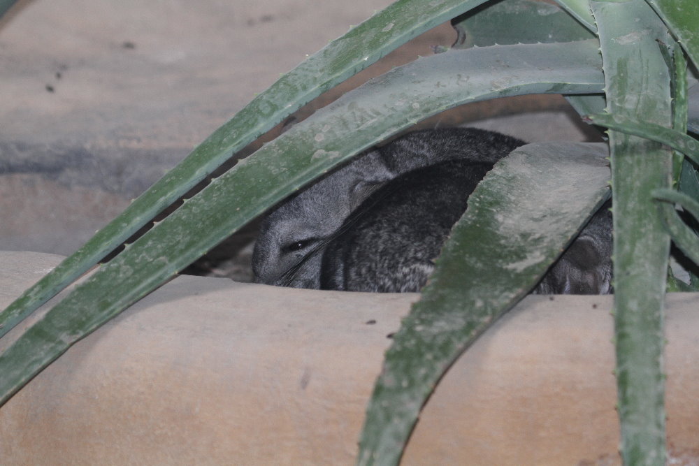 chinchilla ( MashhadZoo)